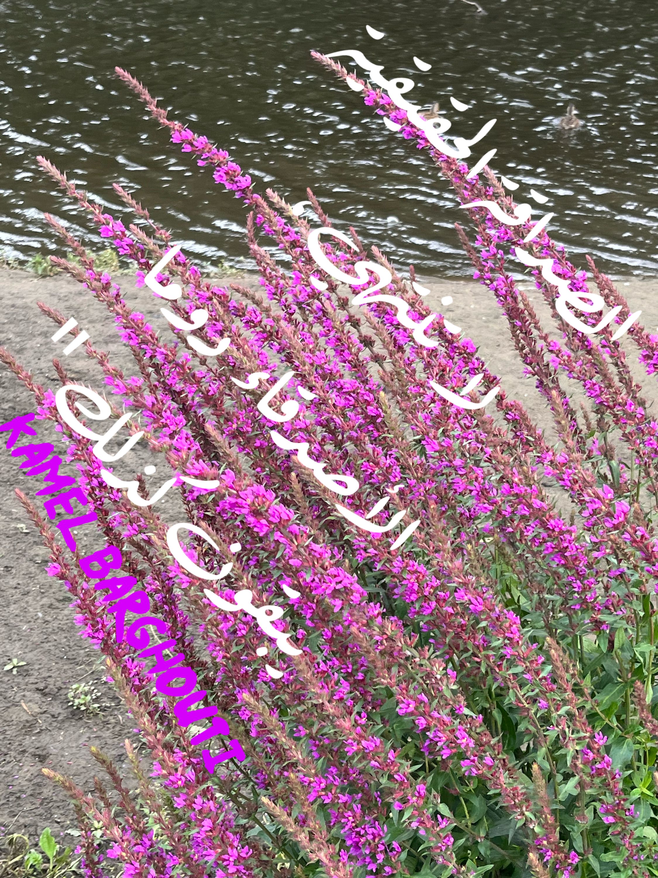 Image 18