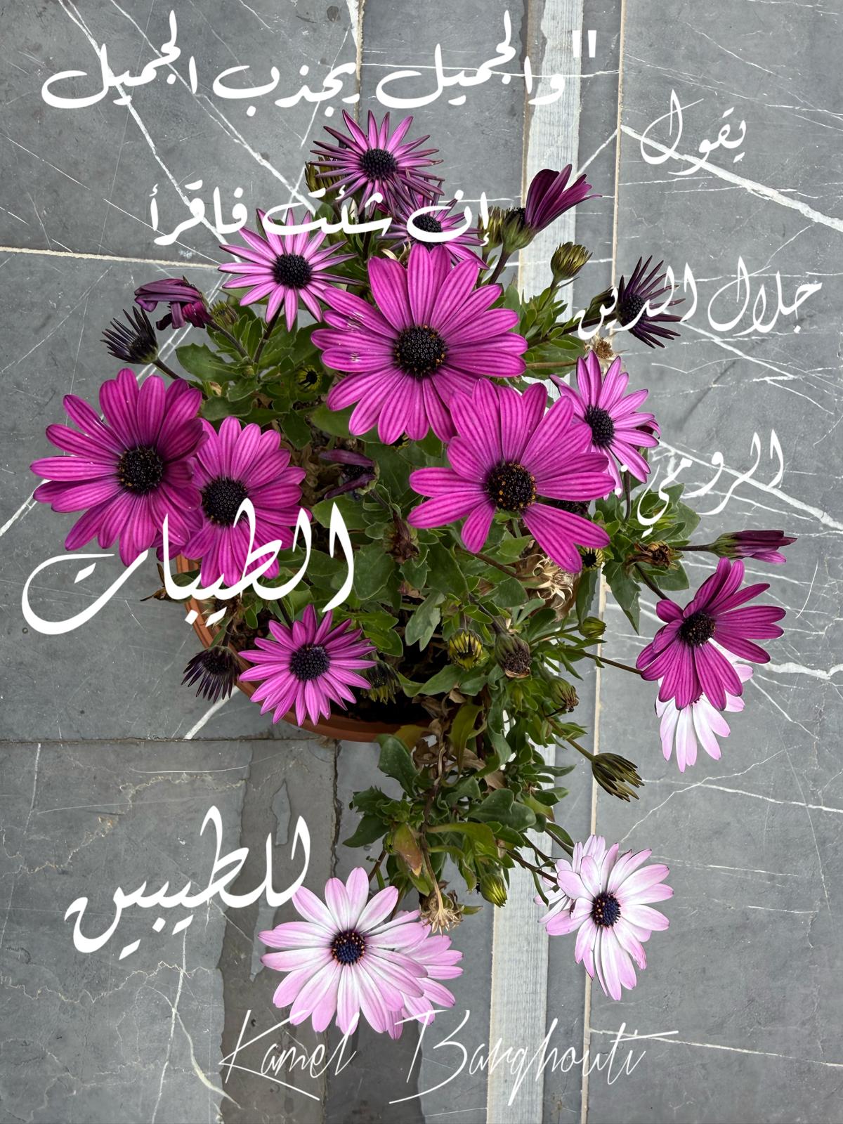Beautiful Talk – quote 598