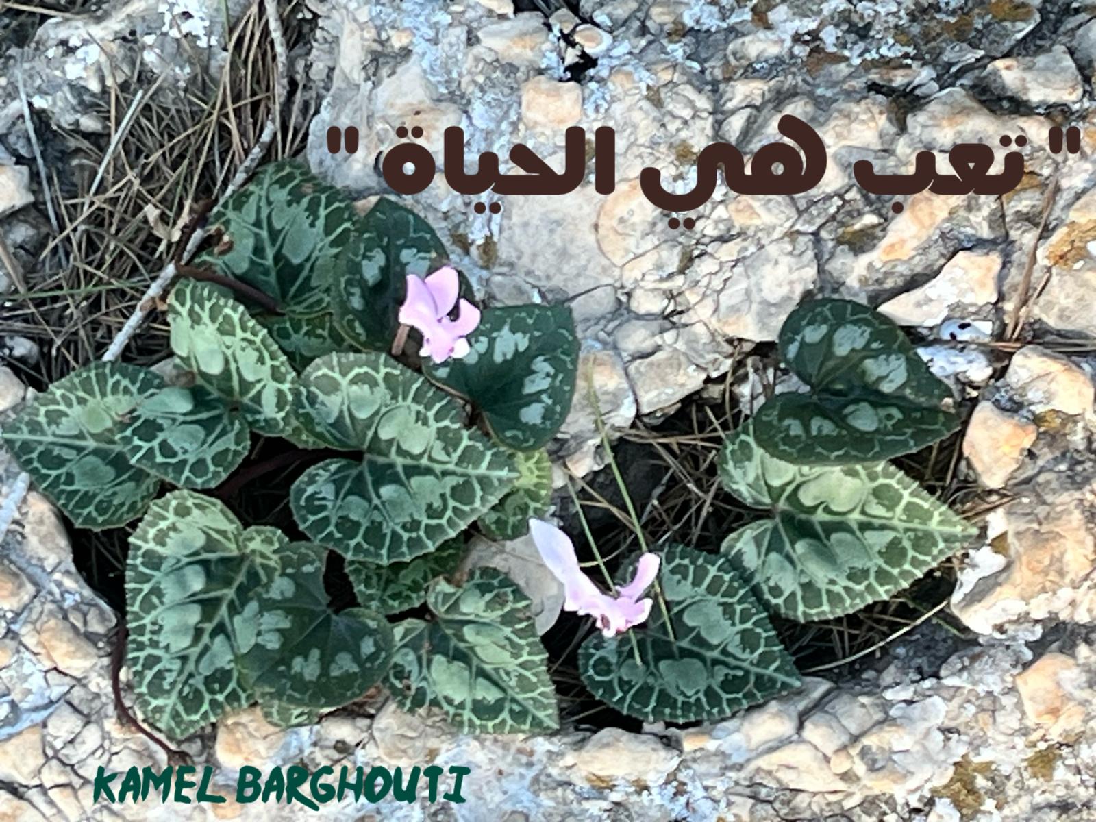 Beautiful Talk – quote 588
