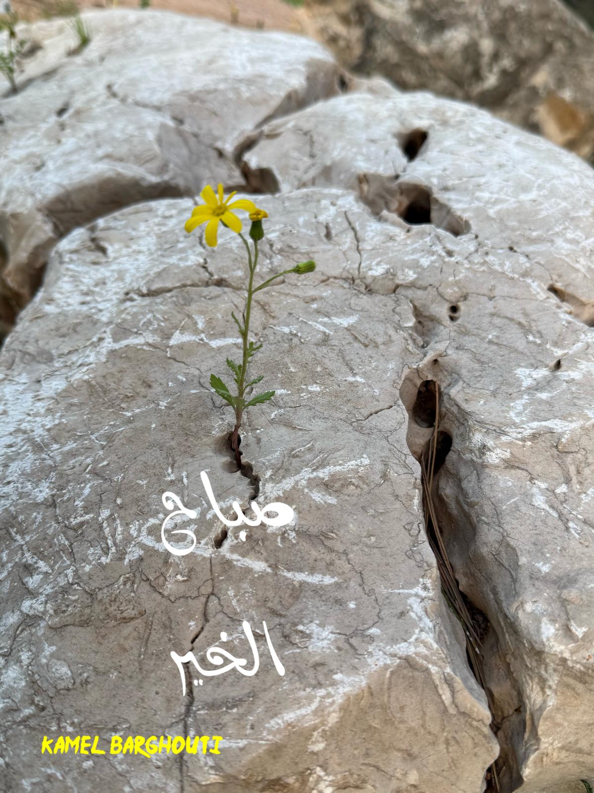 Good Morning – quote 100