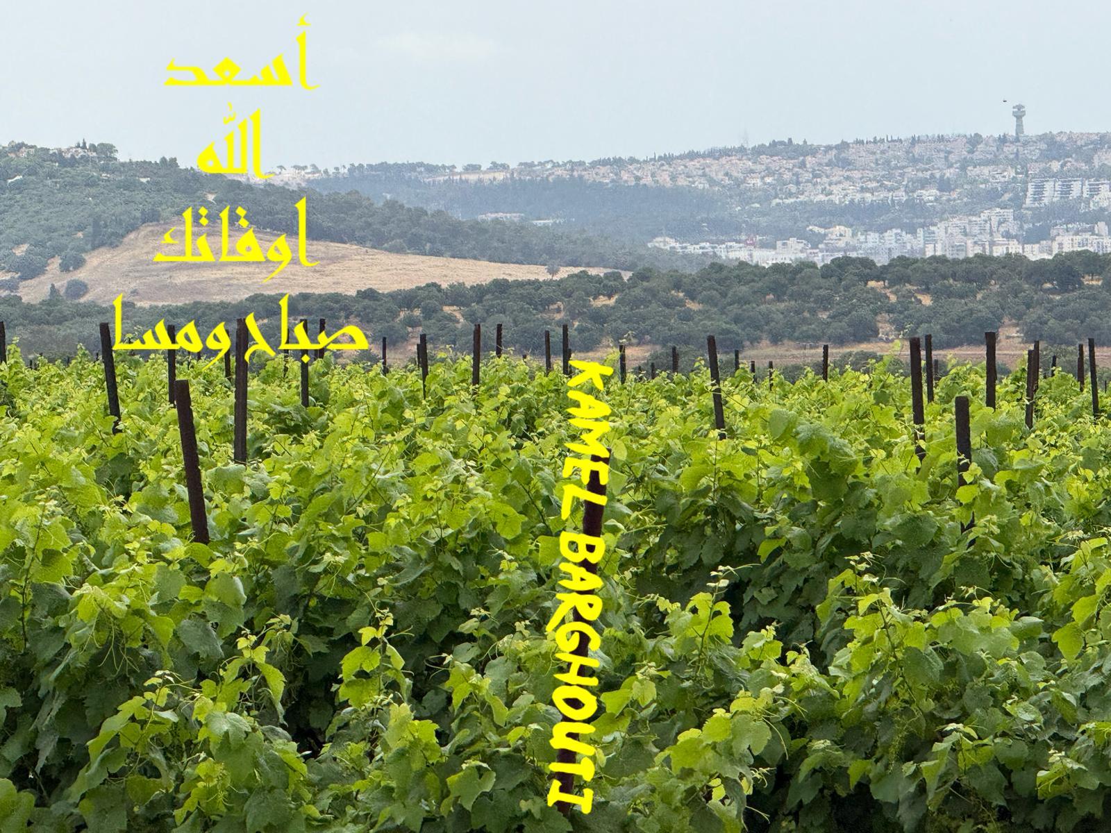 ברכות ואיחולים – ציטוט 20