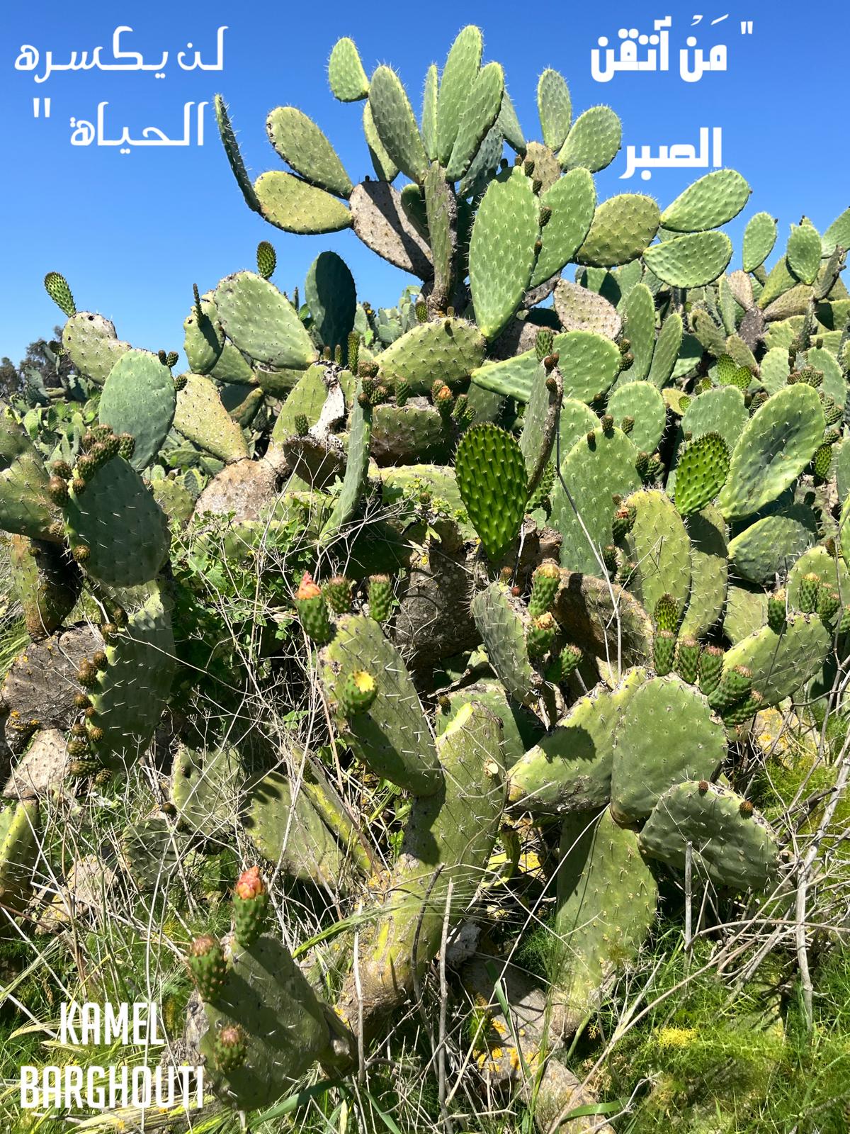 القناعة والصبر – اقتباس 11