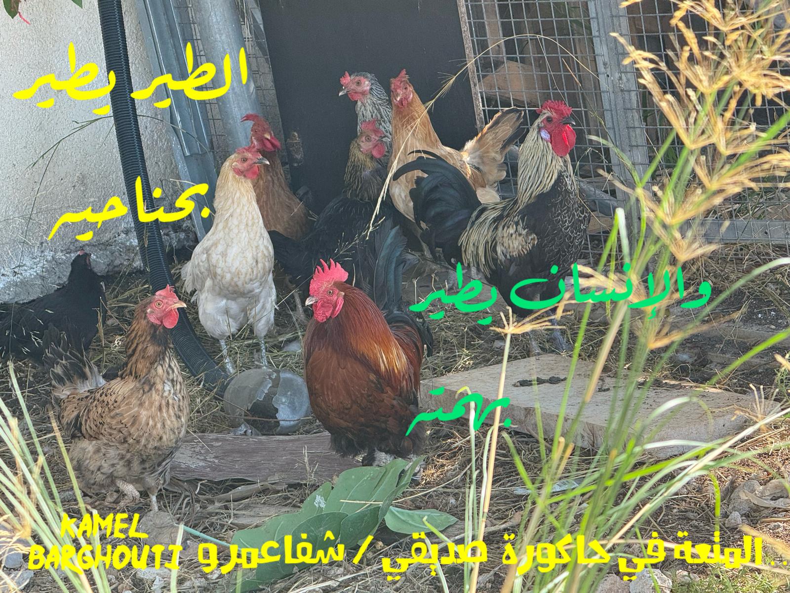تفاؤل, أمل, وسعادة – اقتباس 340