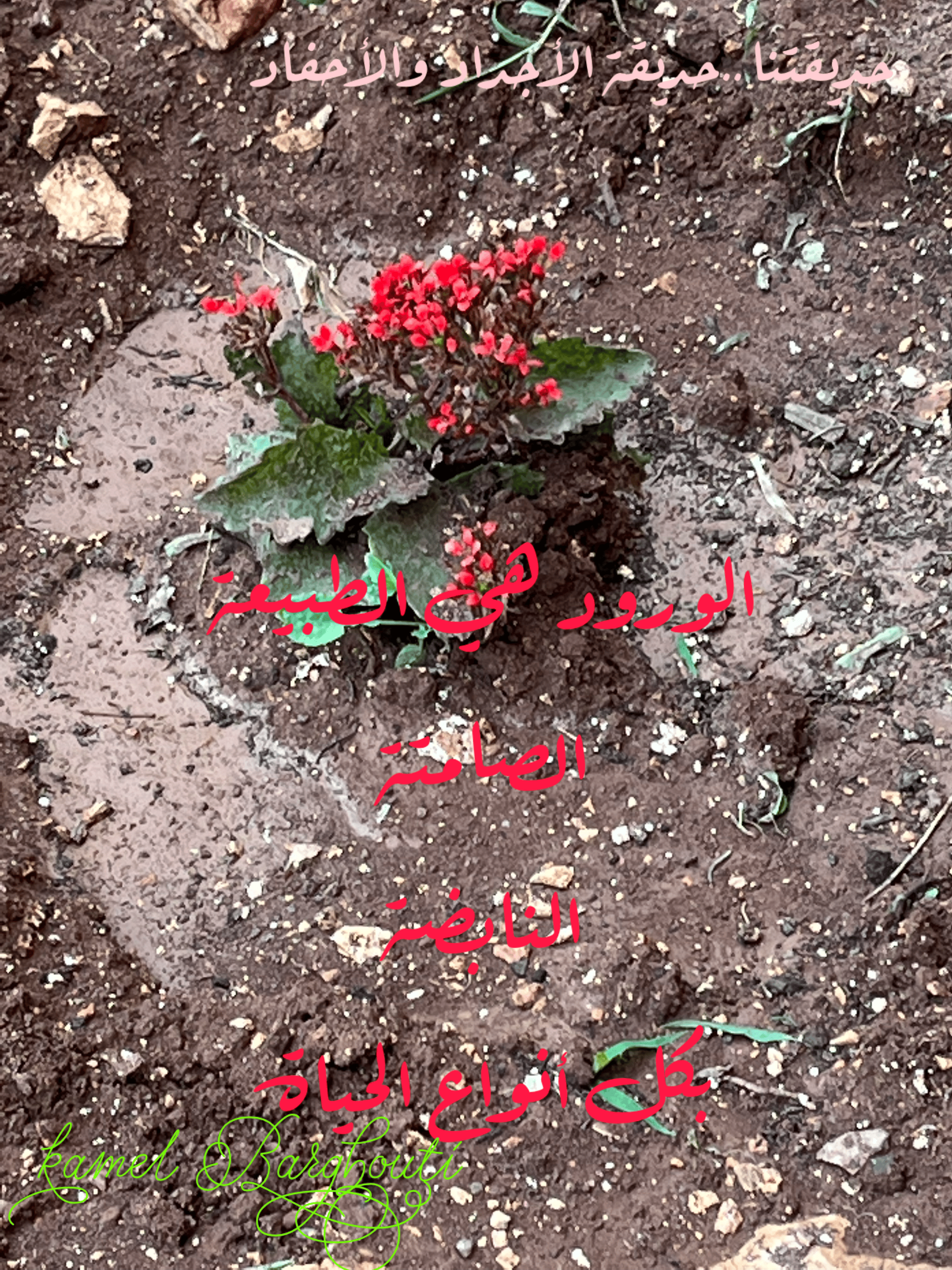 تفاؤل, أمل, وسعادة – اقتباس 158