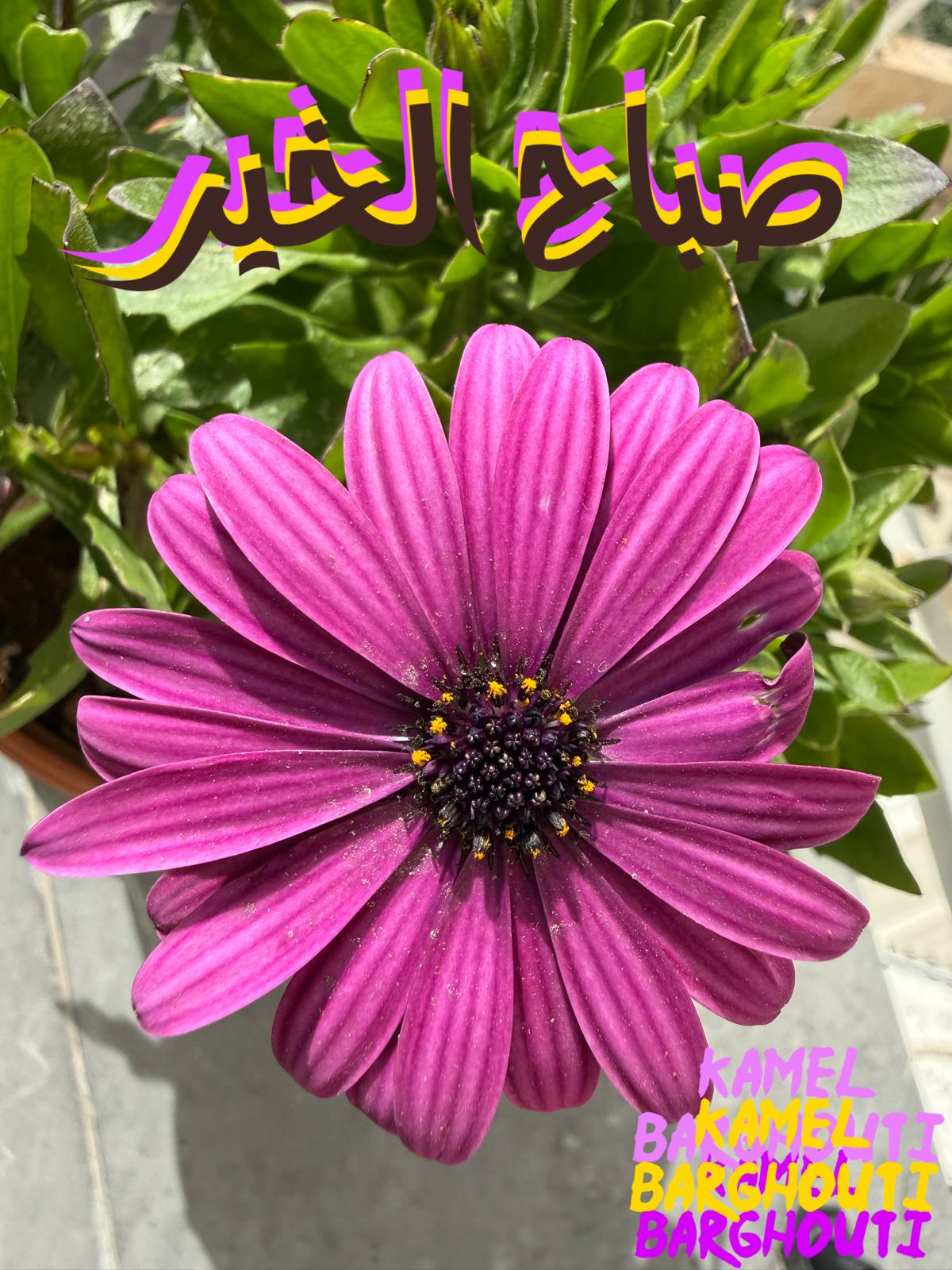 Good Morning – quote 37