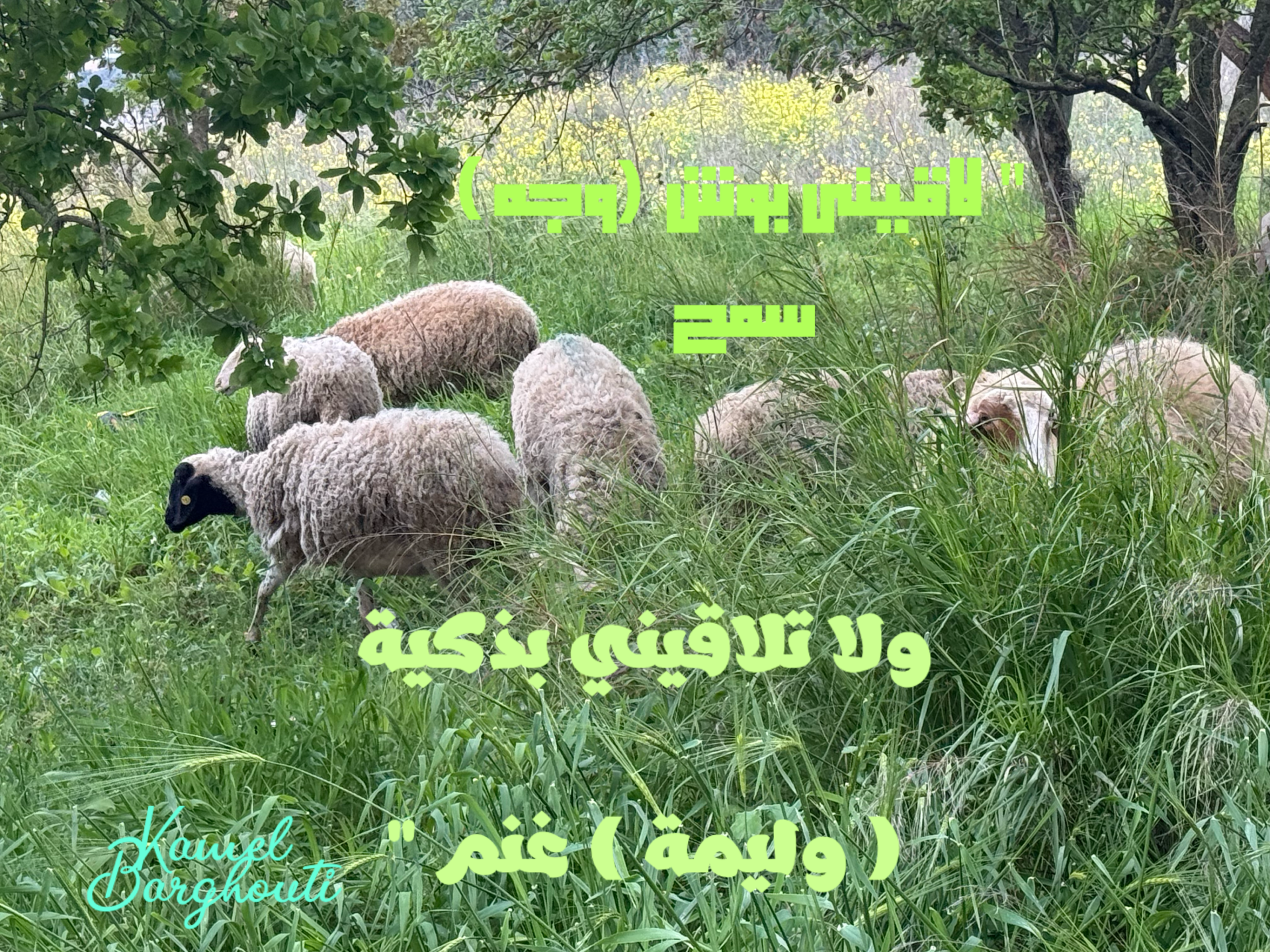 أمثال محلية – اقتباس 2