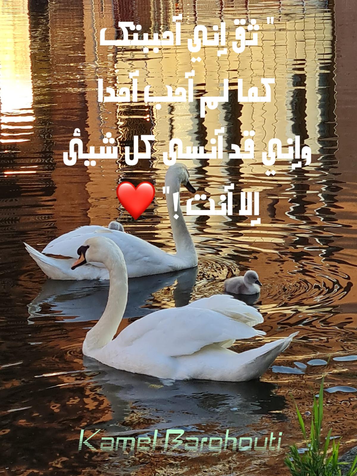 حب وحنين – اقتباس 648