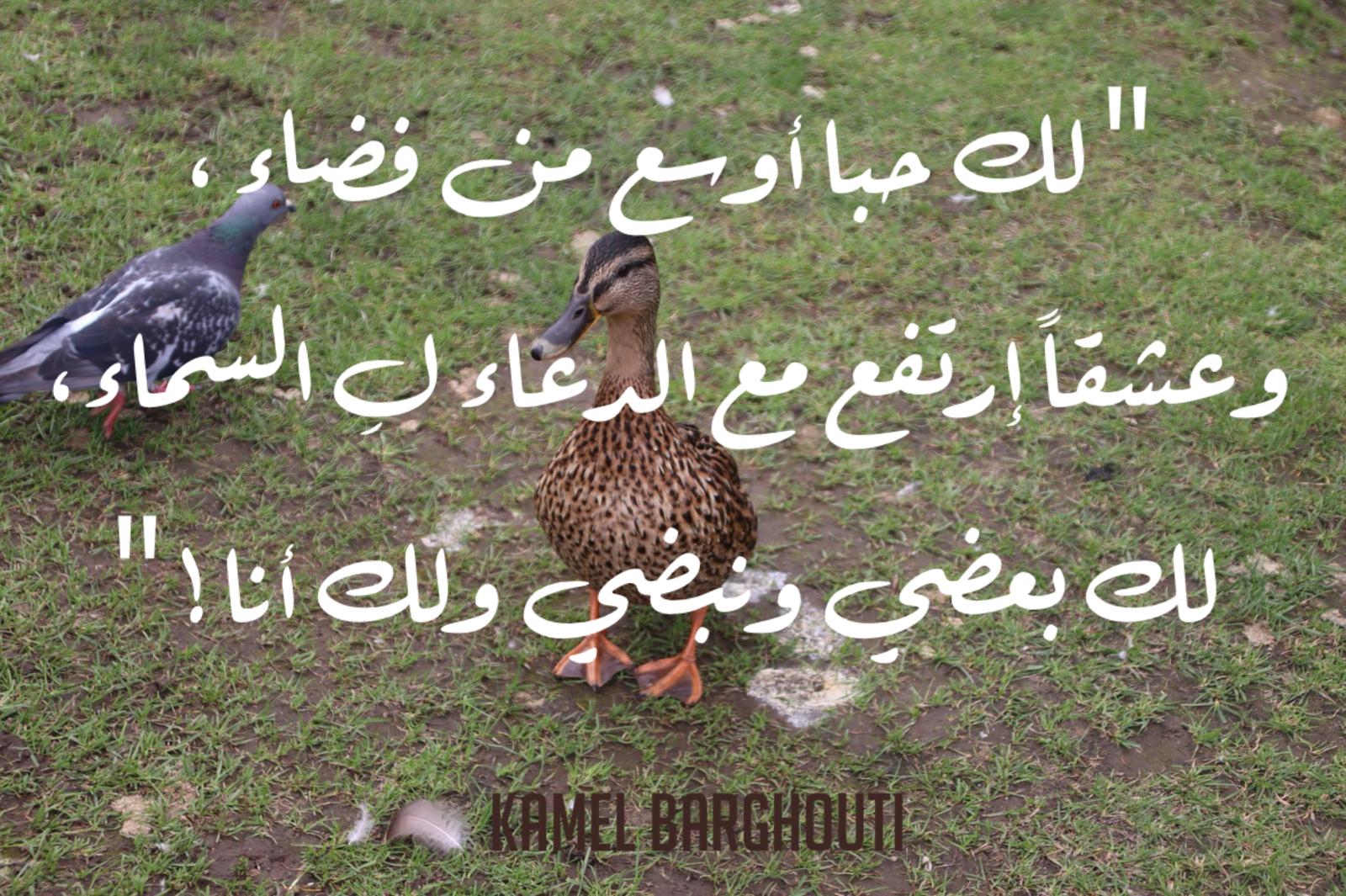 حب وحنين – اقتباس 647