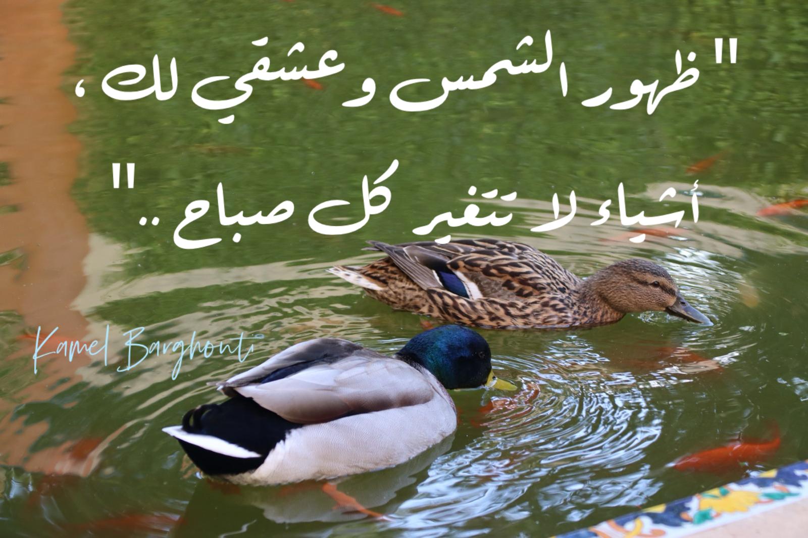 حب وحنين – اقتباس 646
