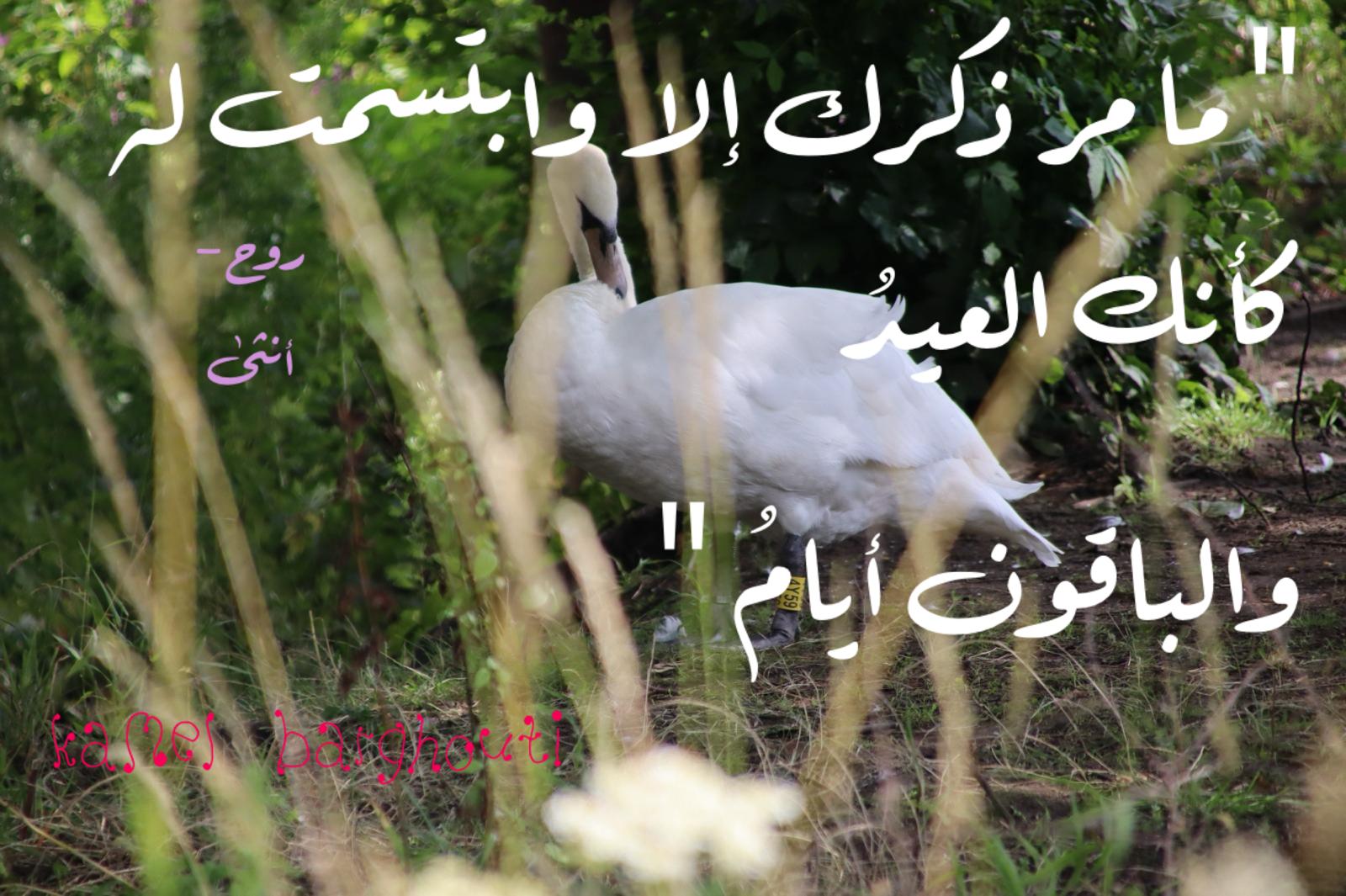 حب وحنين – اقتباس 629
