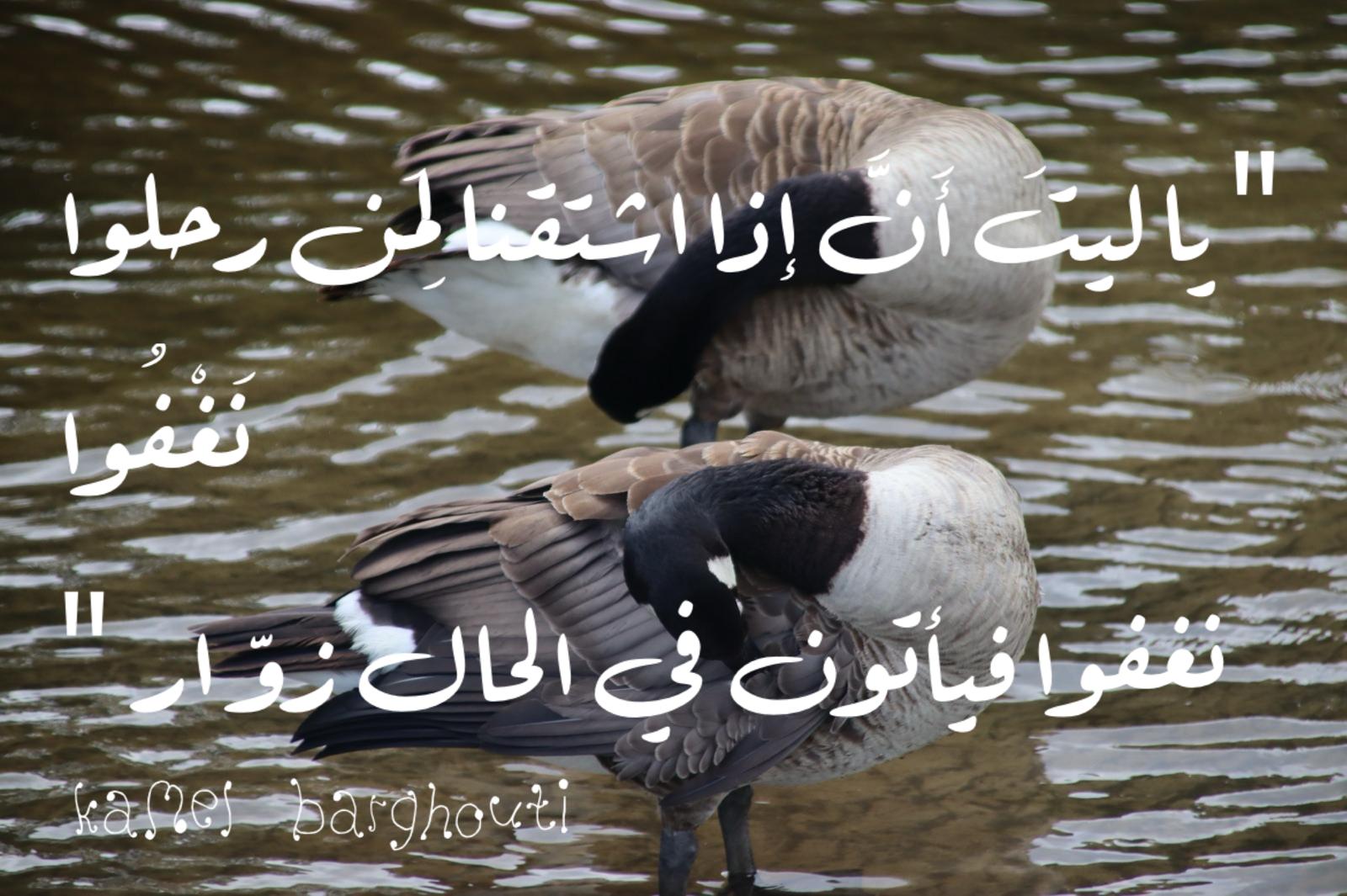 حب وحنين – اقتباس 622