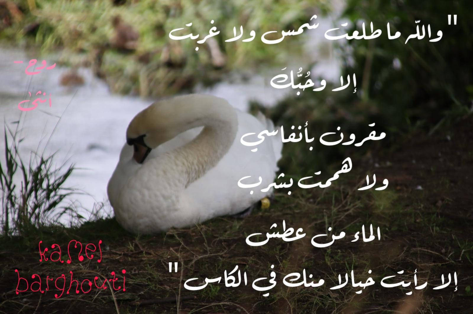 حب وحنين – اقتباس 628