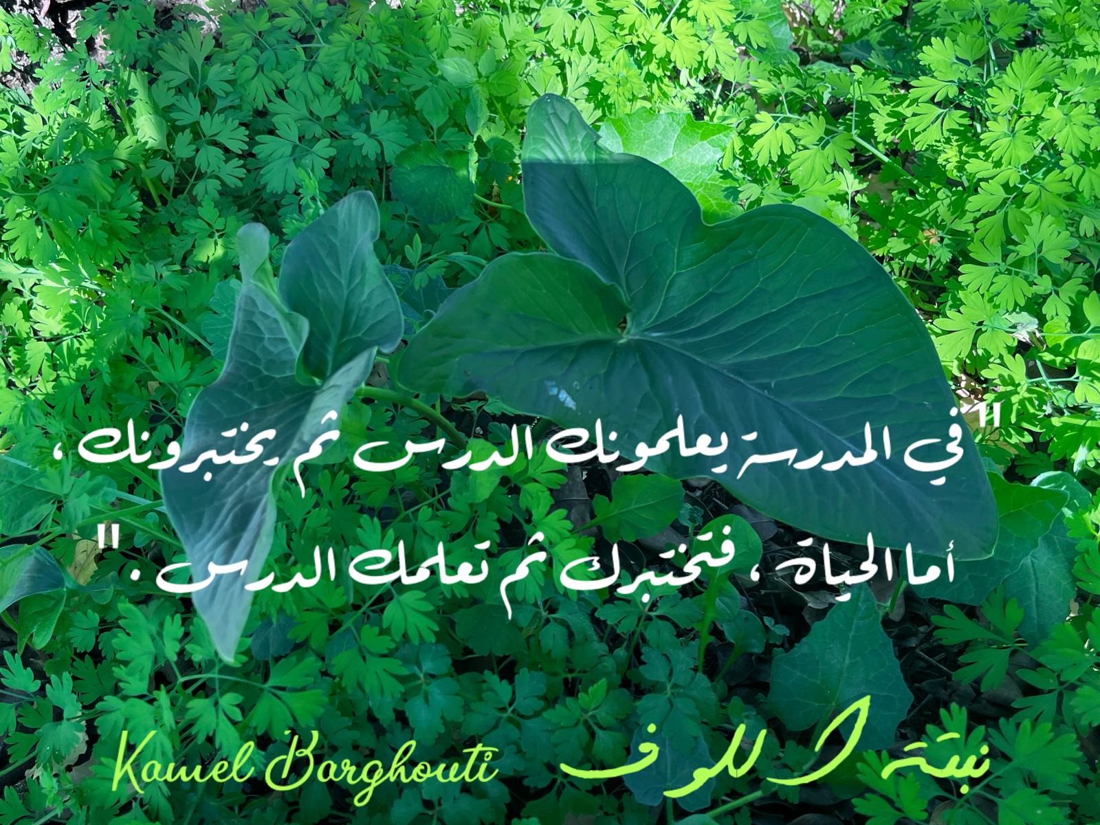 حكمة – اقتباس 369