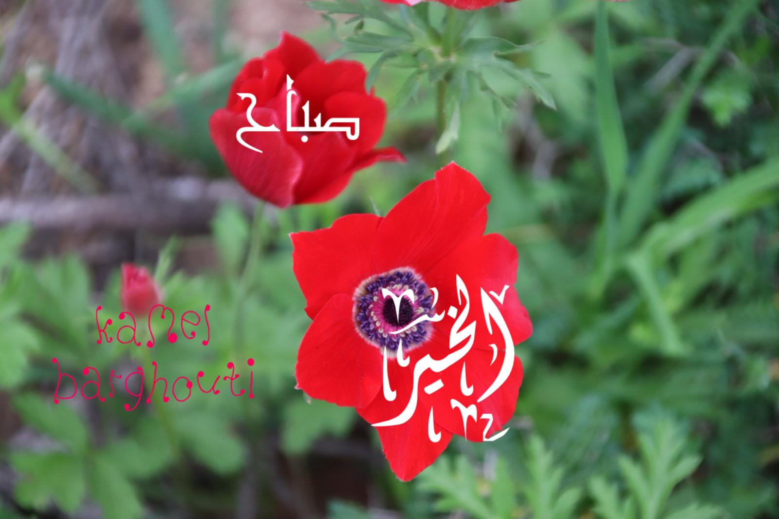 التحيات والتمنيات – اقتباس 94