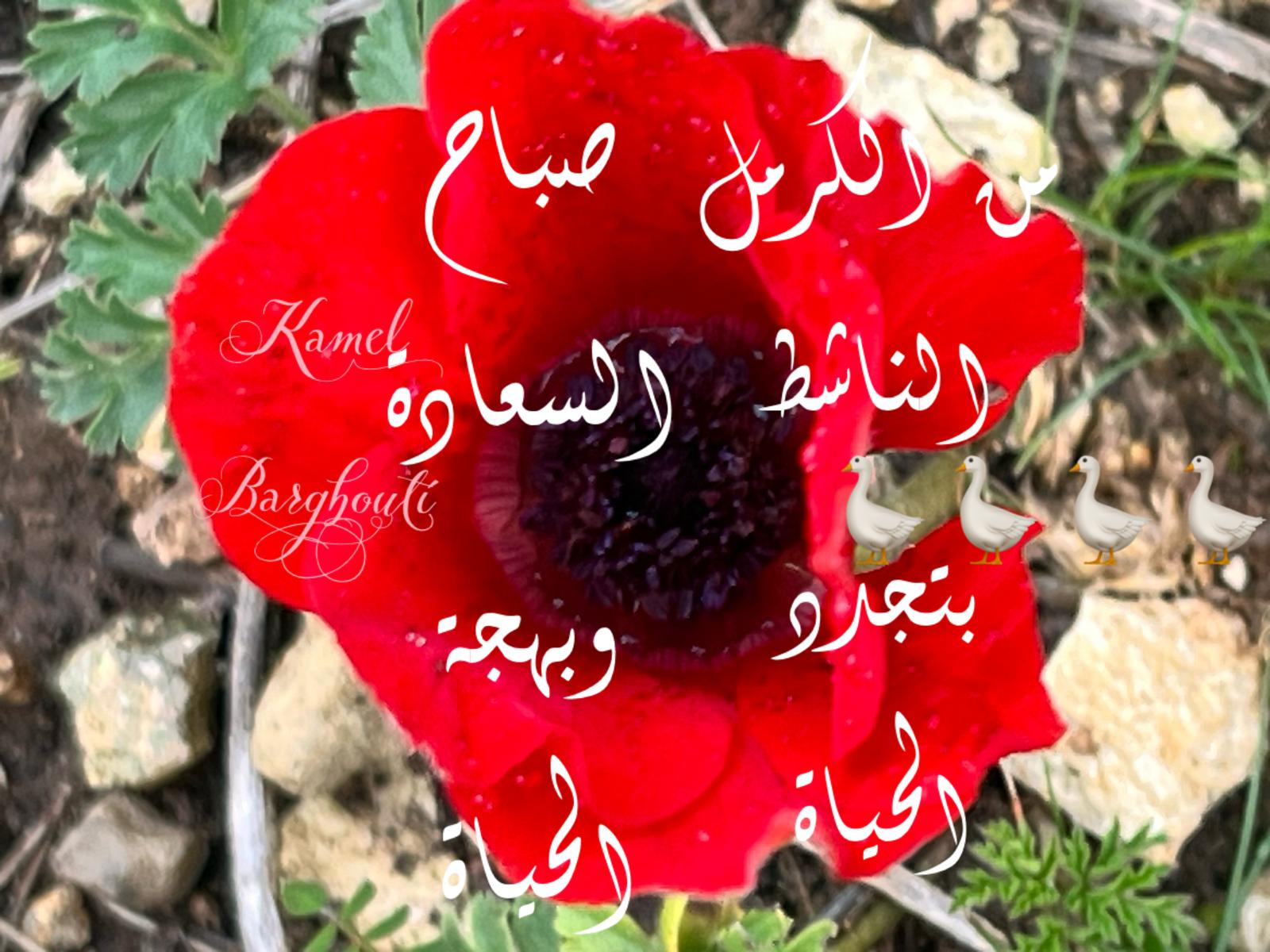 التحيات والتمنيات – اقتباس 83