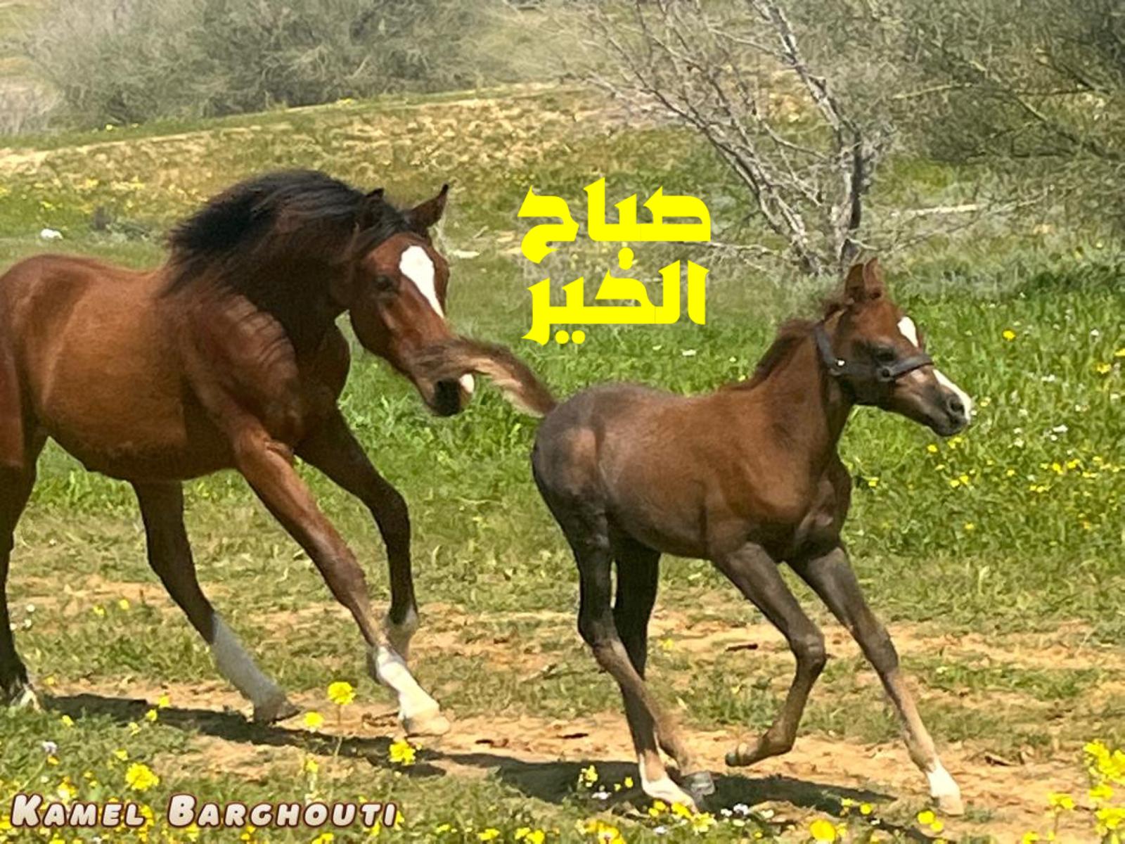 التحيات والتمنيات – اقتباس 62