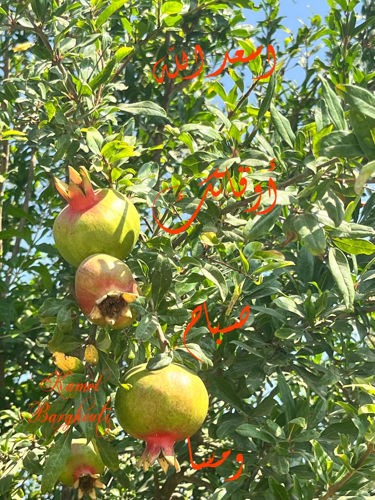 صباح الخير – اقتباس 130