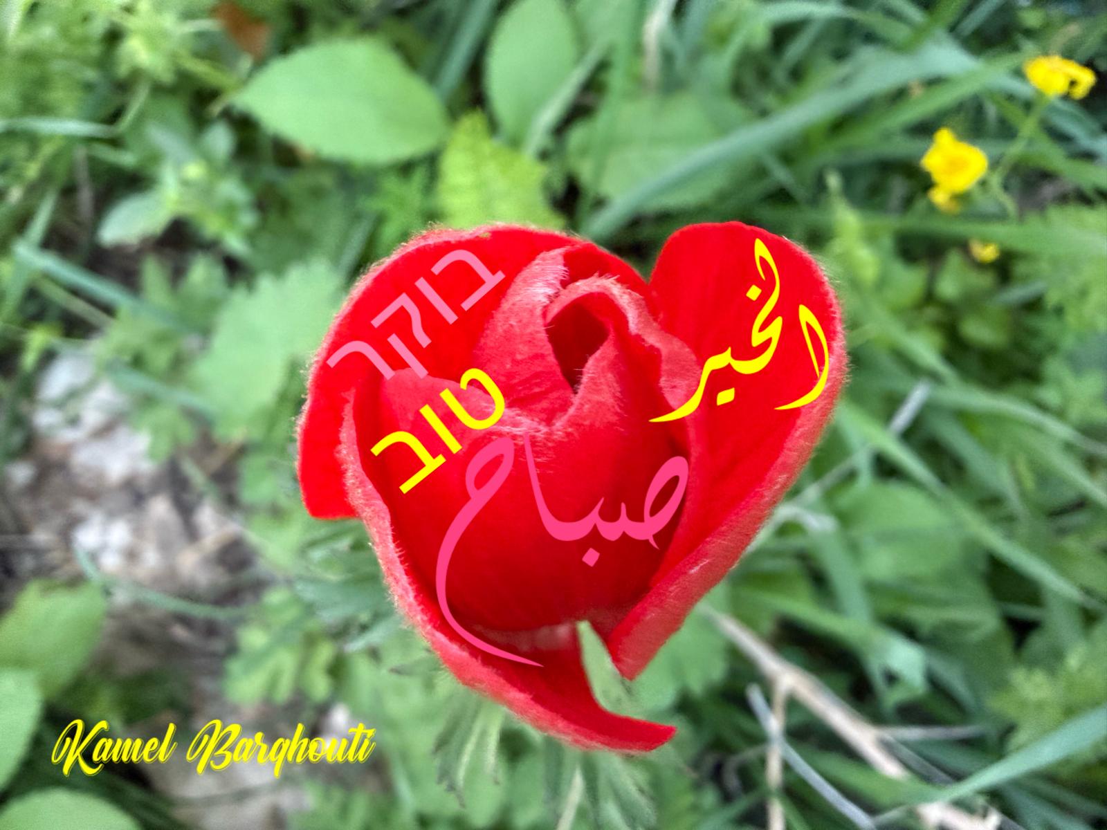 العبرية والأنجليزية – اقتباس 32