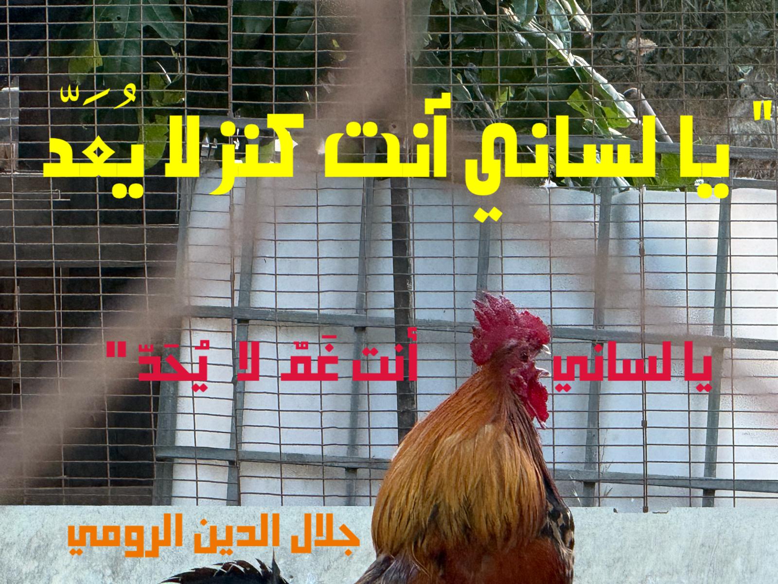 حكمة – اقتباس 318