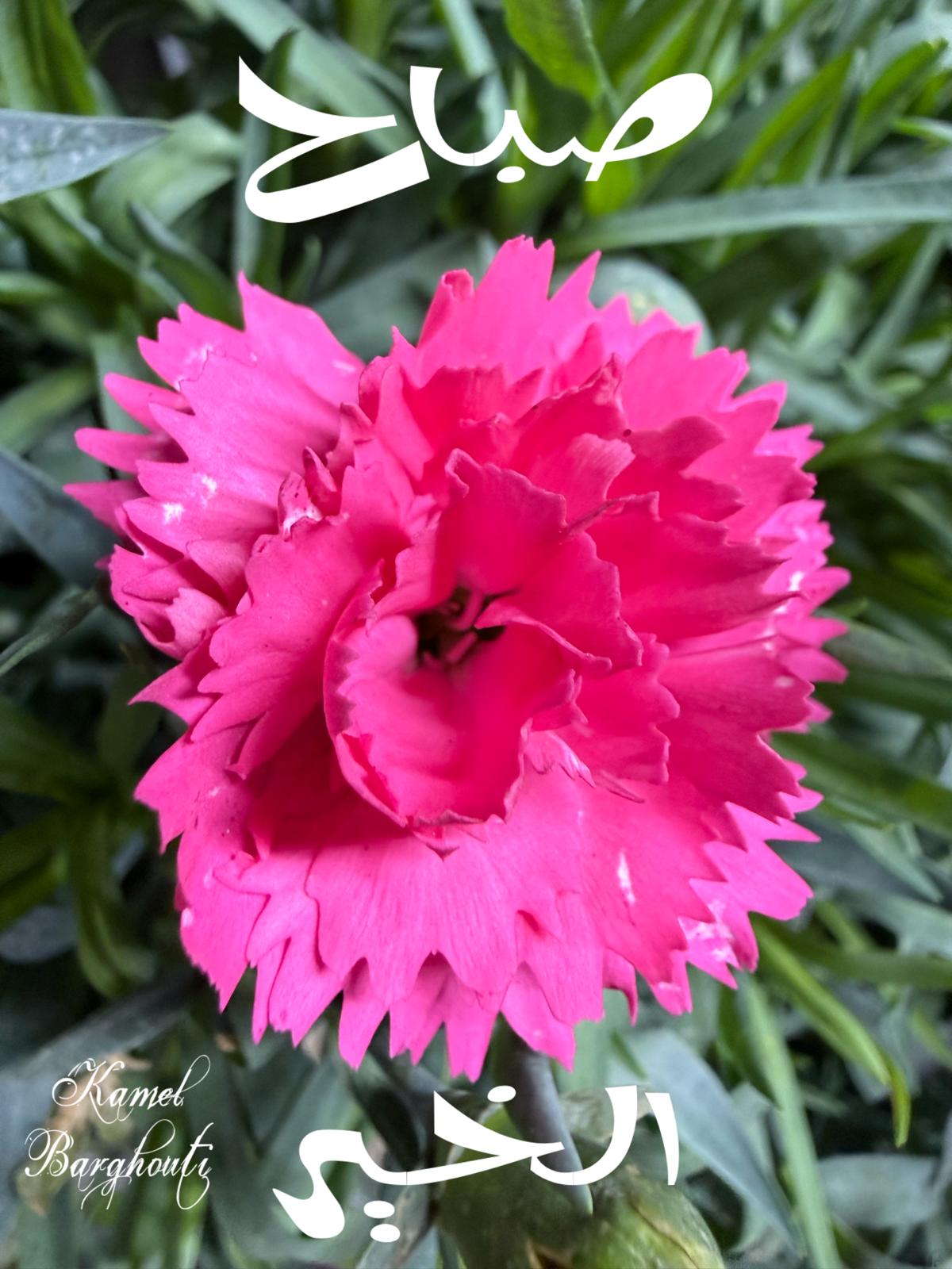 صباح الخير – اقتباس 123