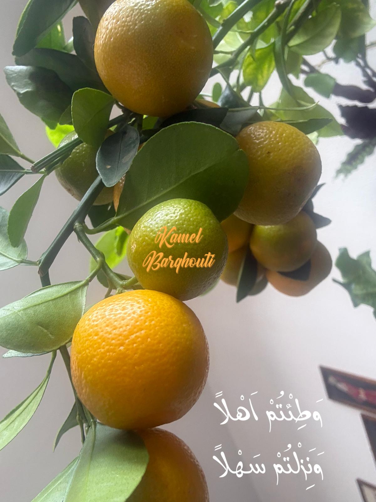 كلام جميل – اقتباس 549