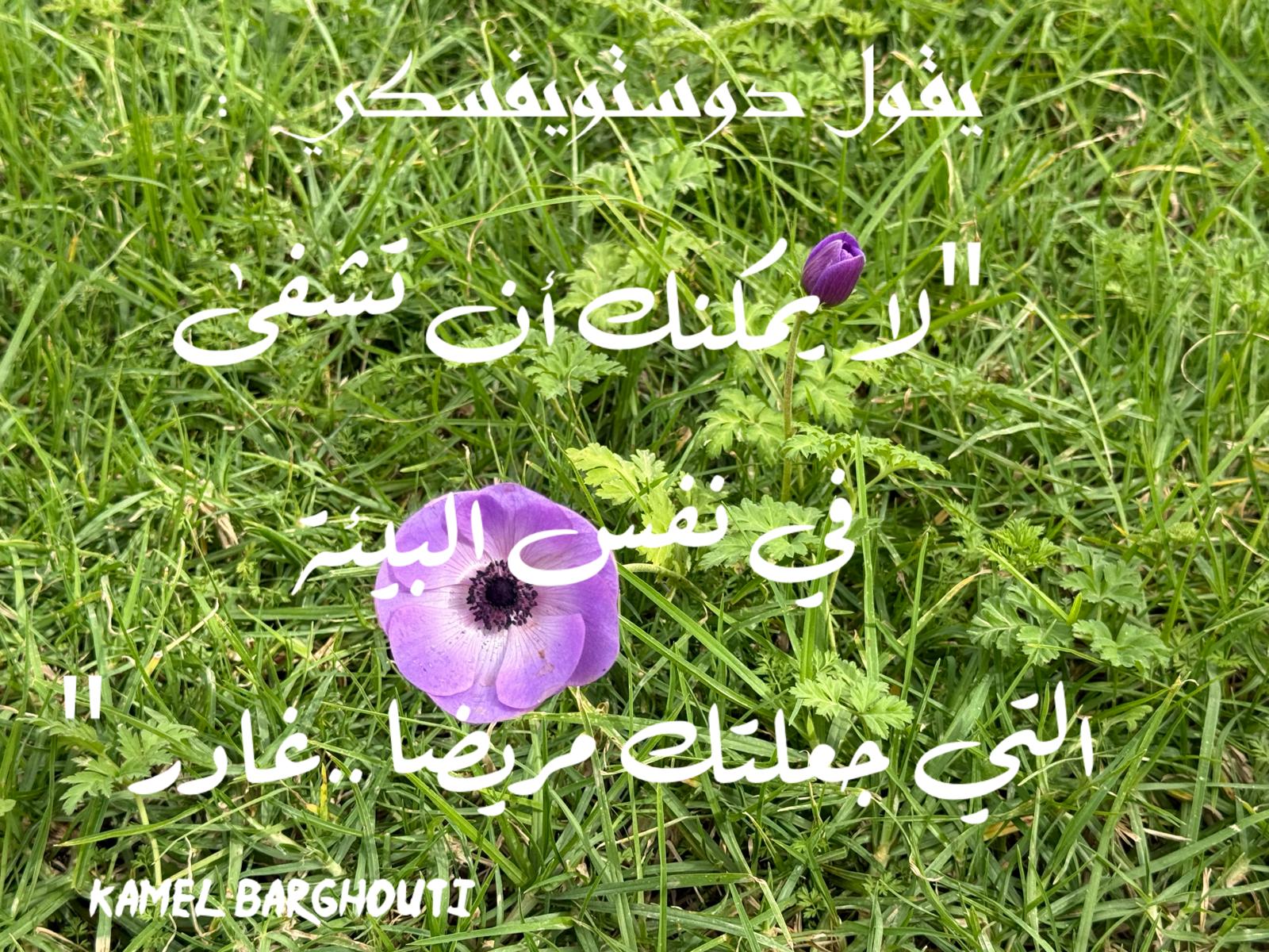 حكمة – اقتباس 254