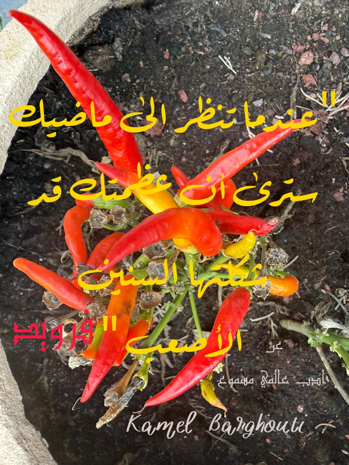 كلام جميل – اقتباس 531