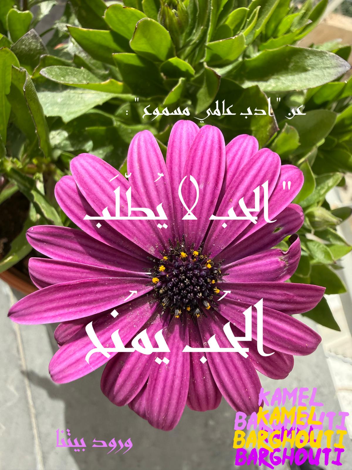 حب وحنين – اقتباس 506