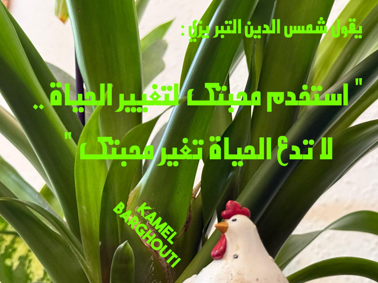 حكمة – اقتباس 234