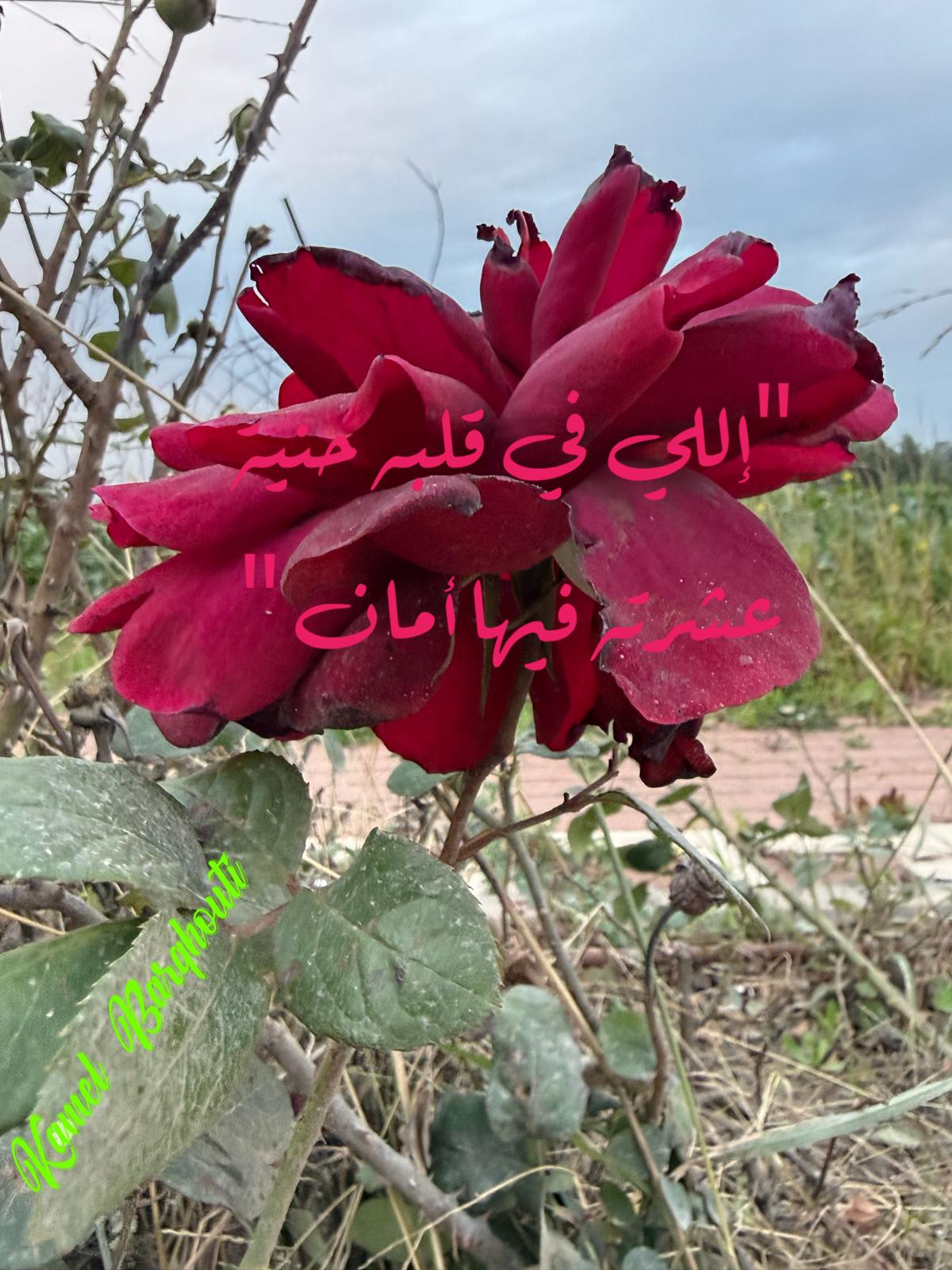أمثال محلية – اقتباس 97