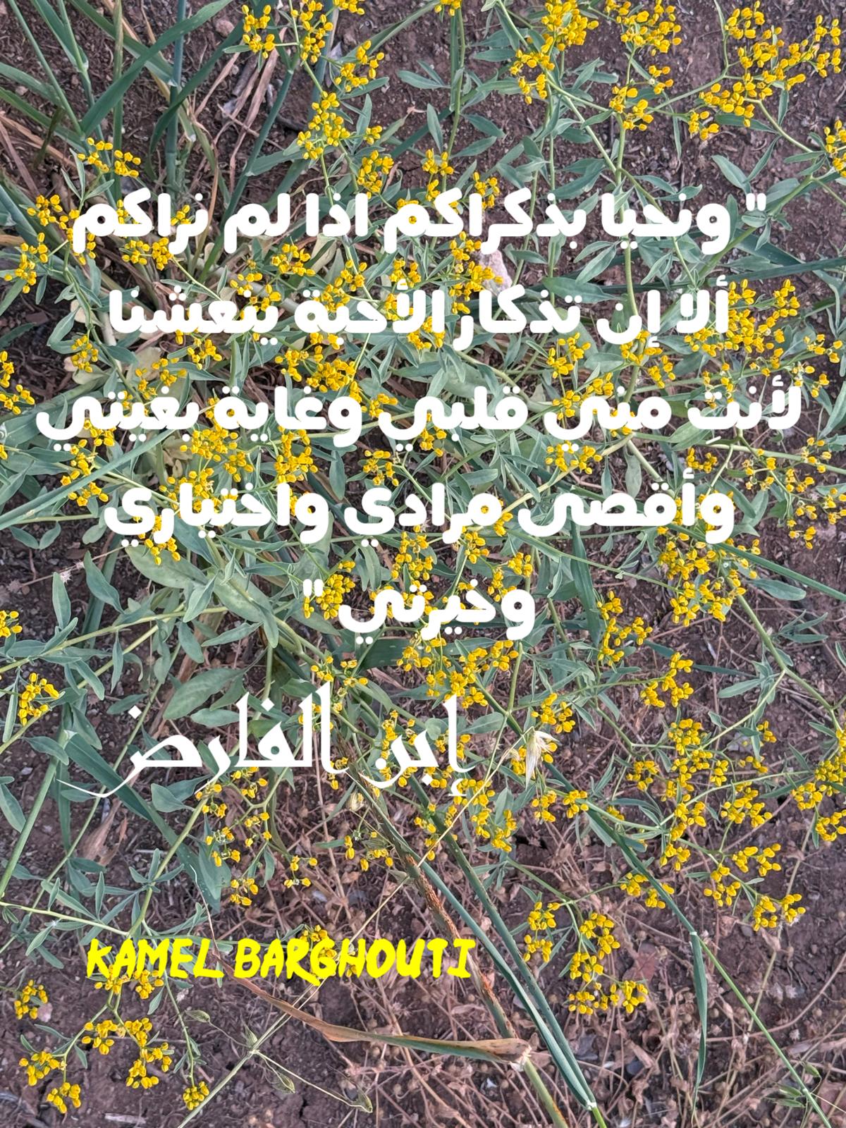 حب وحنين – اقتباس 491