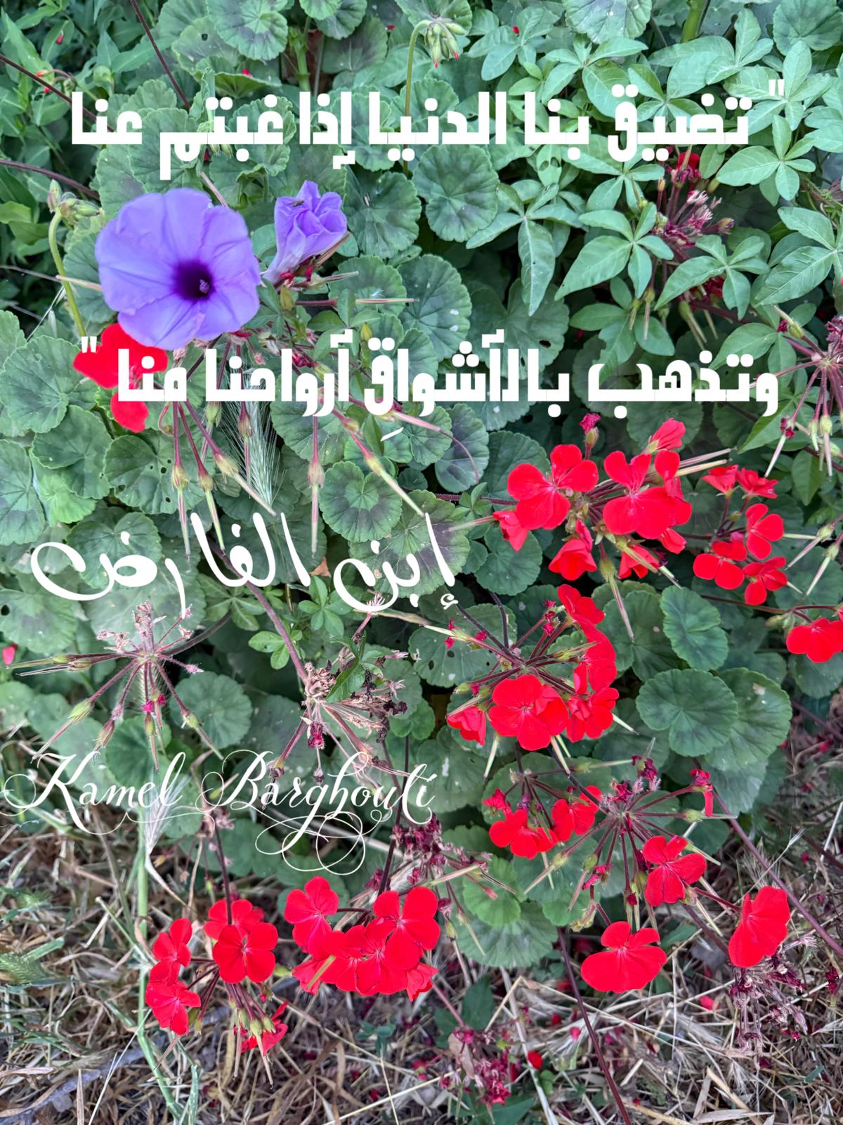 حب وحنين – اقتباس 489