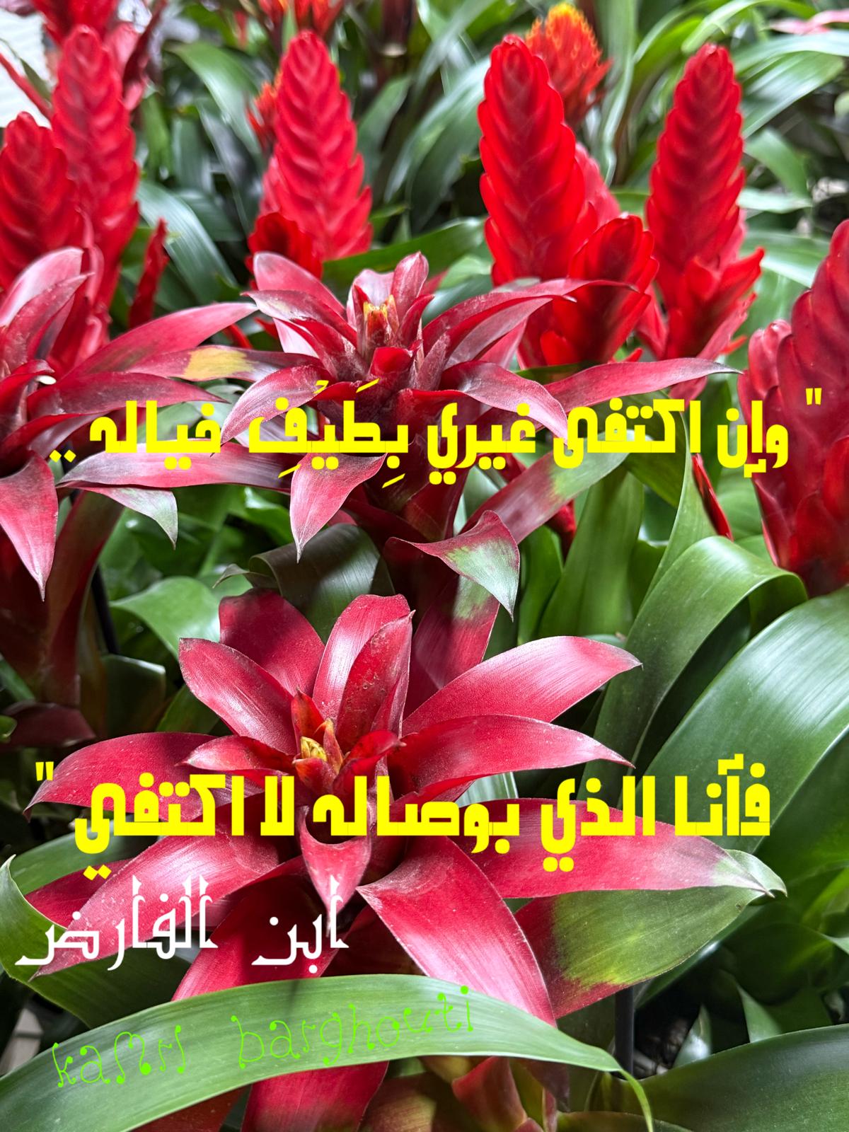 حب وحنين – اقتباس 494