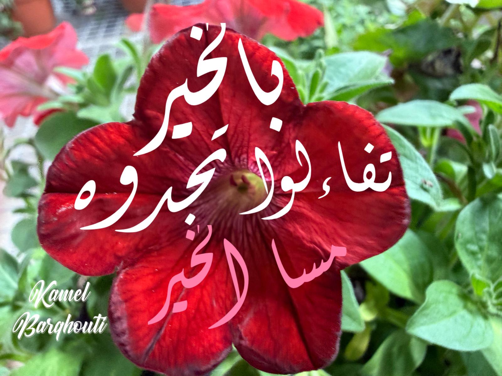 مساء الخير – اقتباس 22