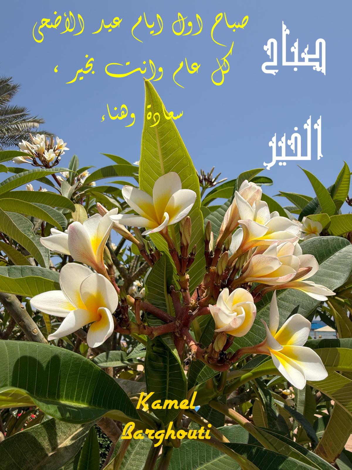 تحية الأعياد – اقتباس 4