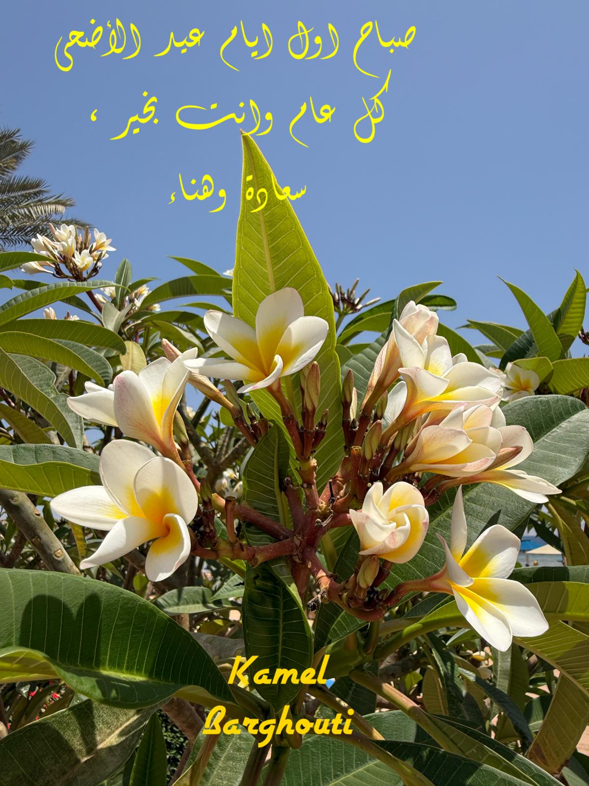 تحية الأعياد – اقتباس 3