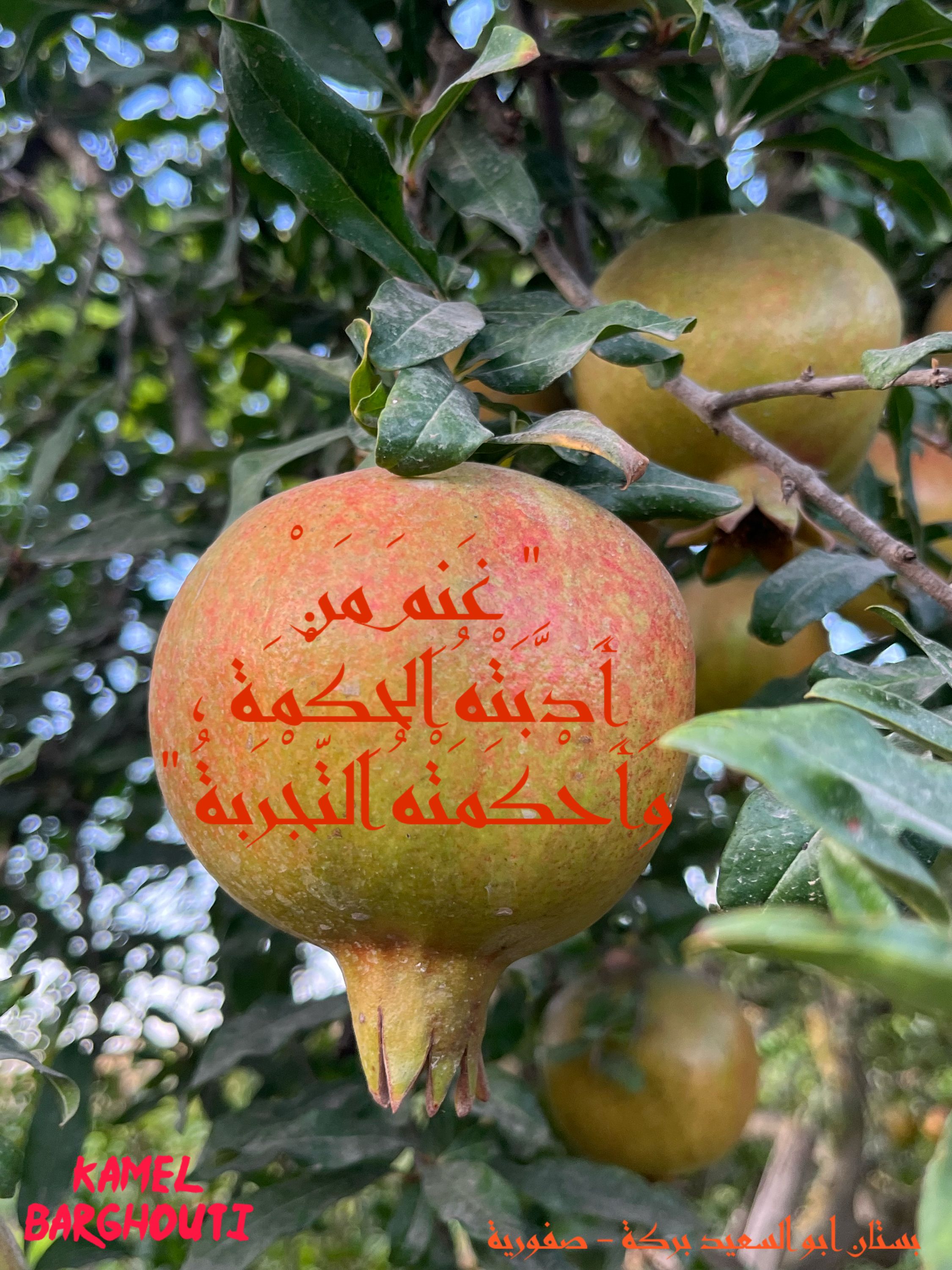 حكمة – اقتباس 95