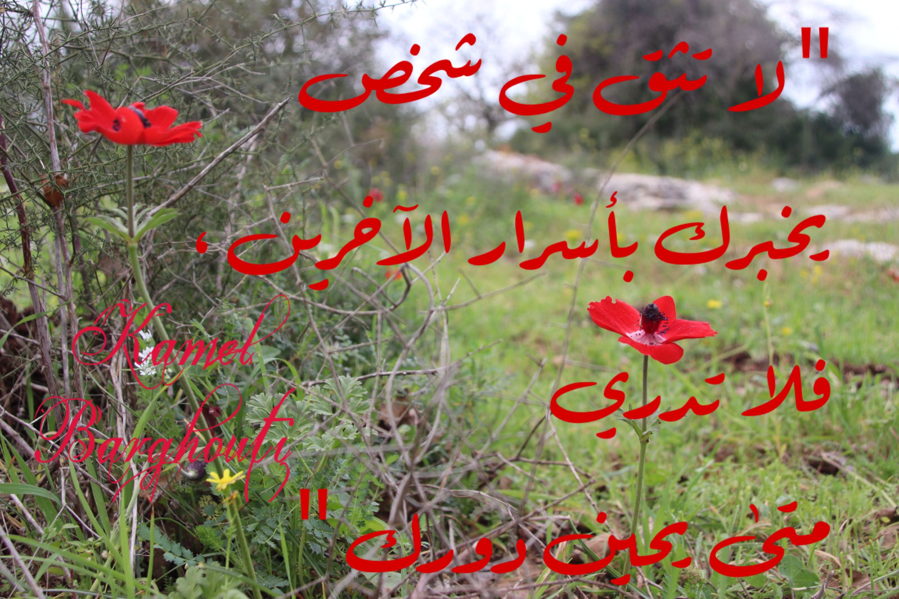 حكمة – اقتباس 81