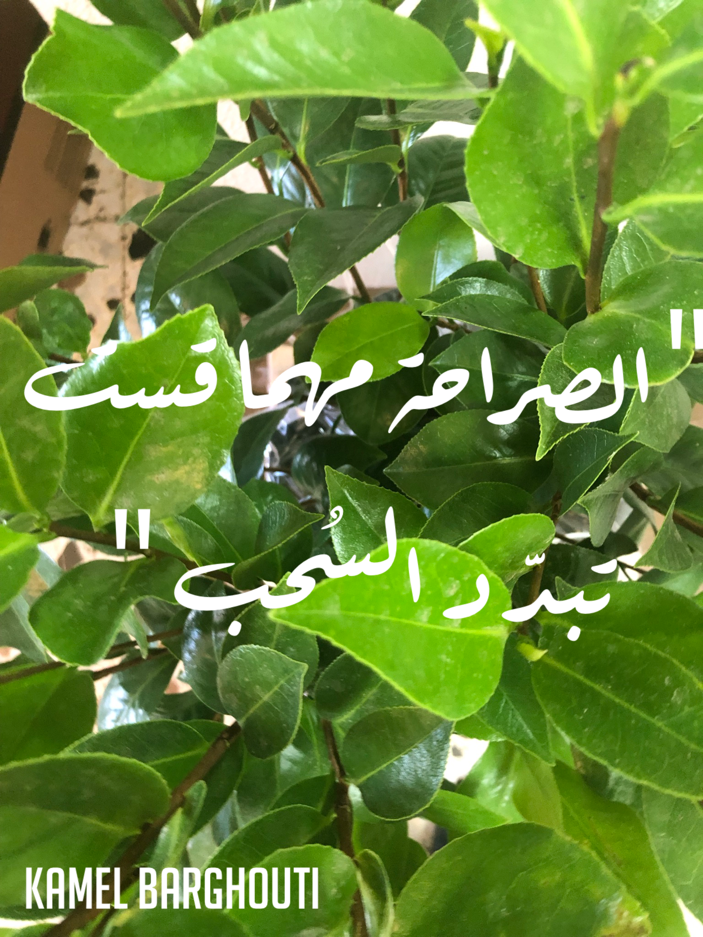قيم إنسانية – اقتباس 40
