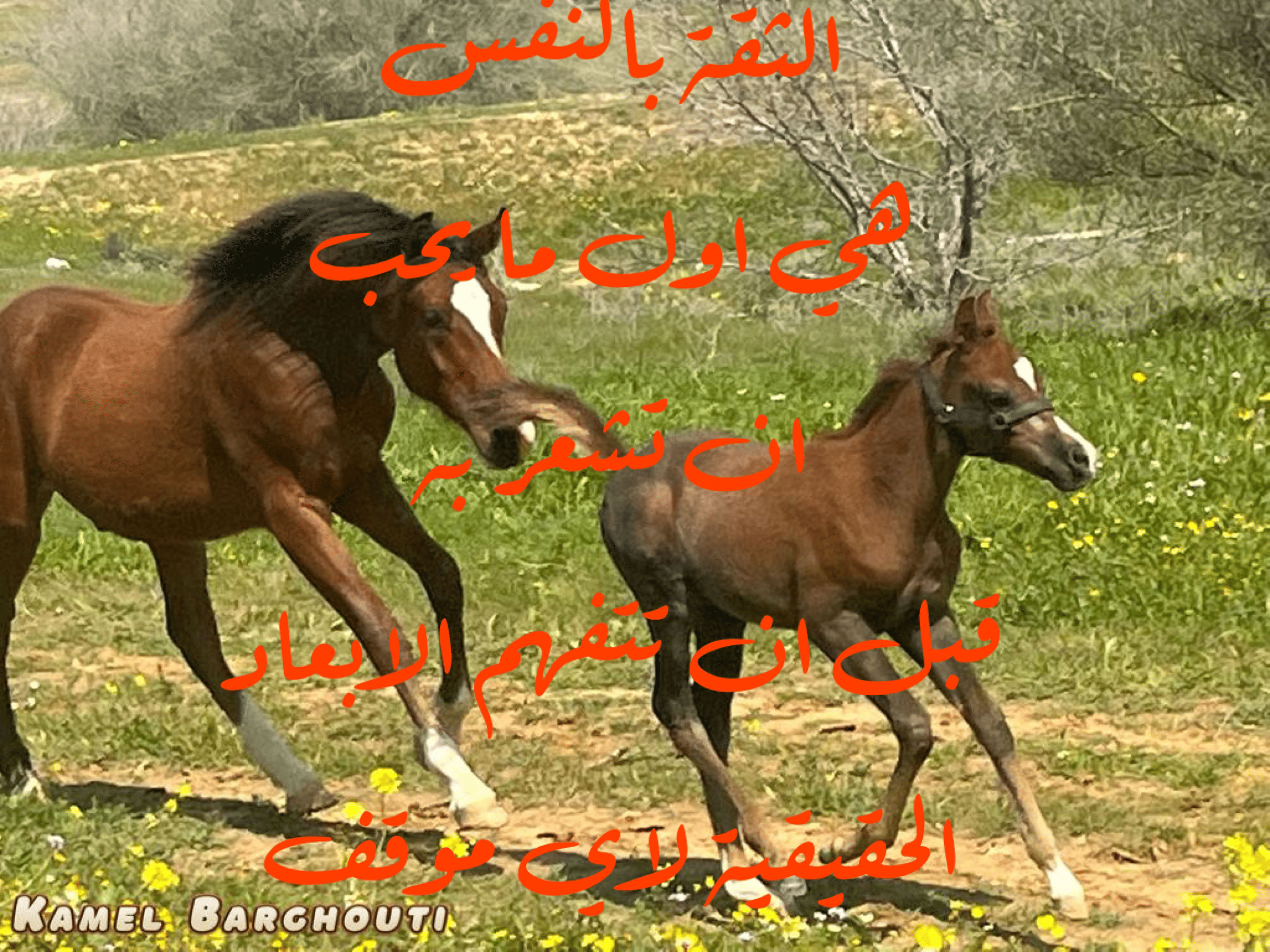 العزيمة والإصرار والثقة بالنفس – اقتباس 140