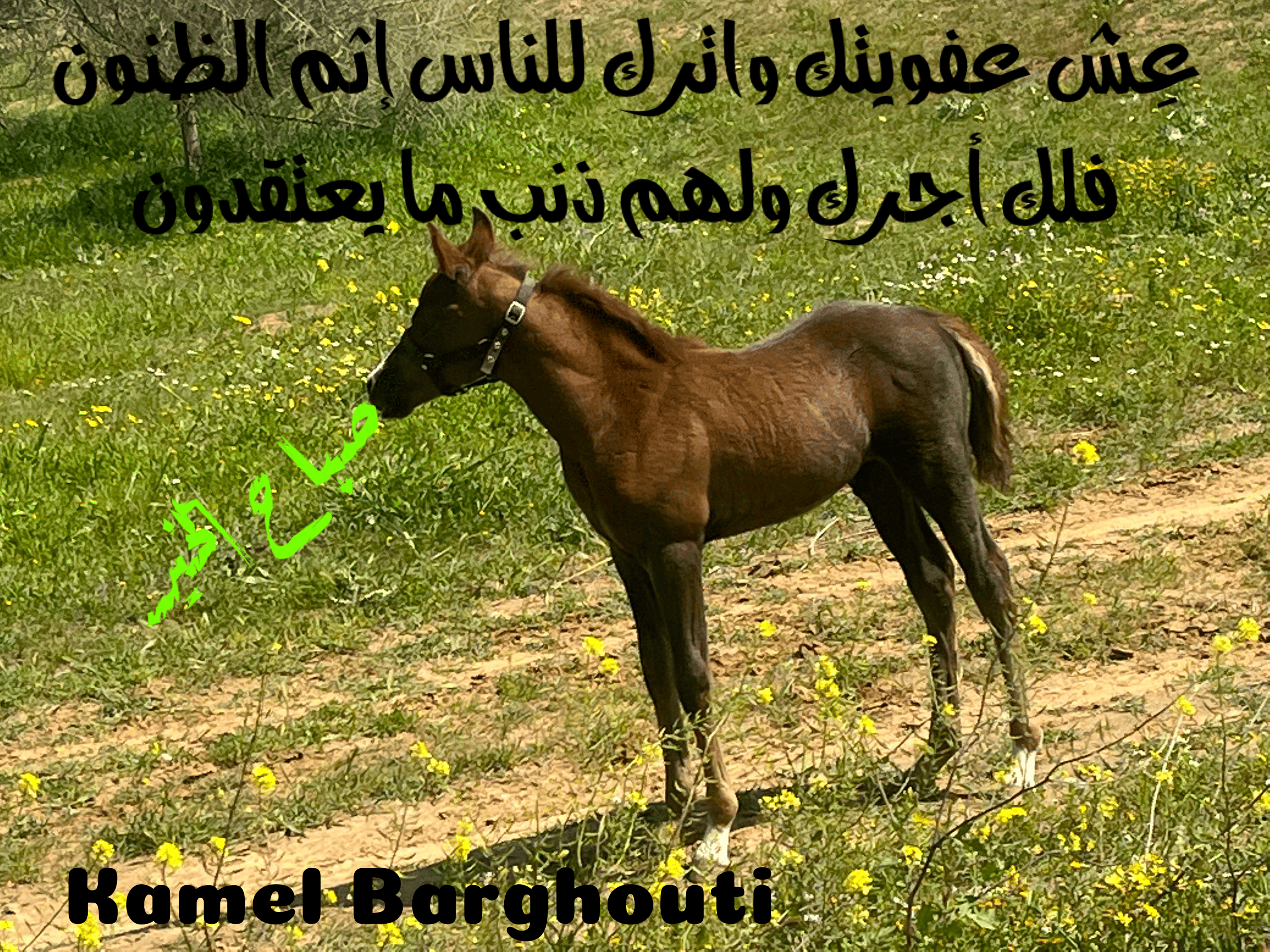 العزيمة والإصرار والثقة بالنفس – اقتباس 106