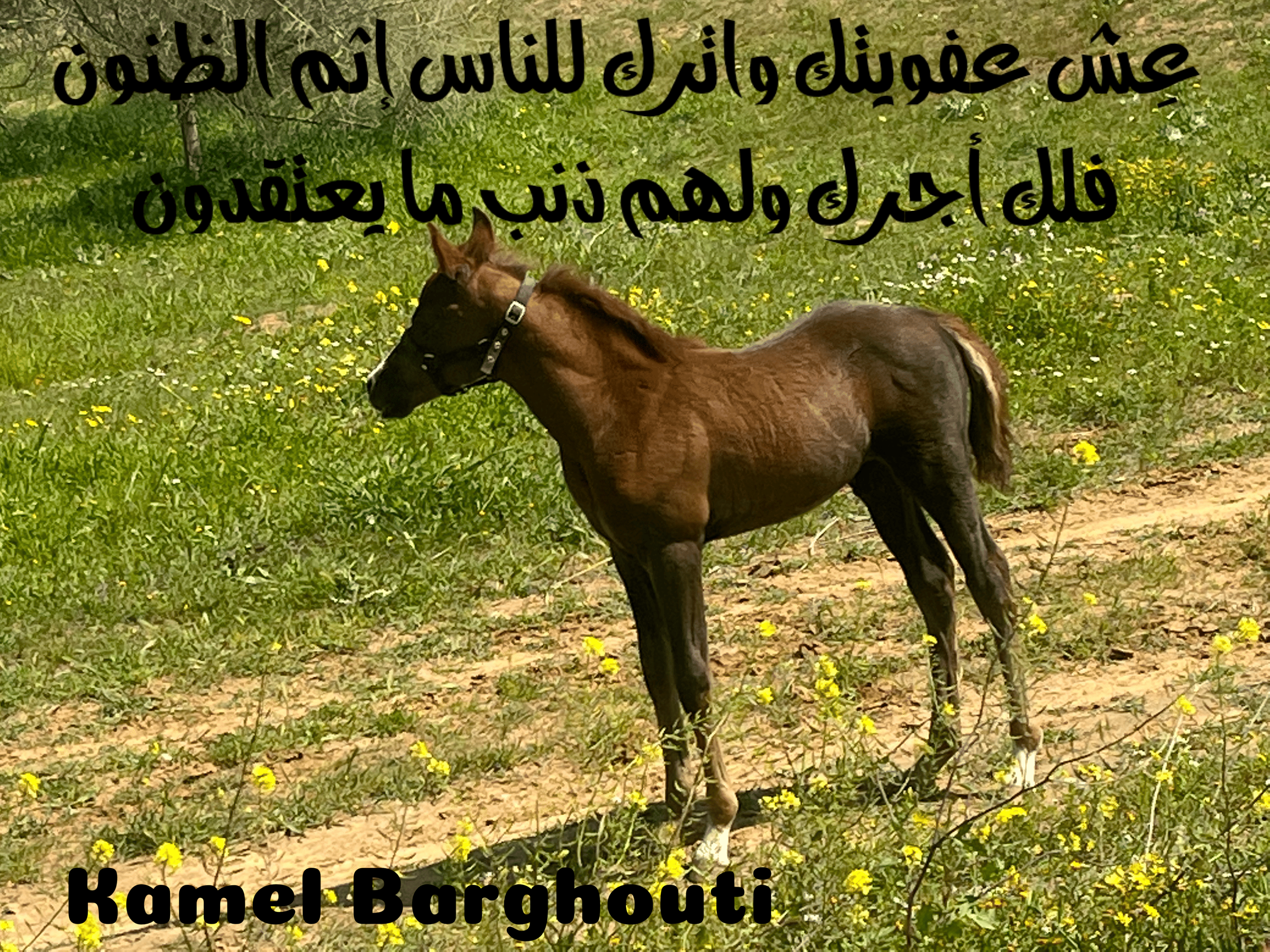 العزيمة والإصرار والثقة بالنفس – اقتباس 107