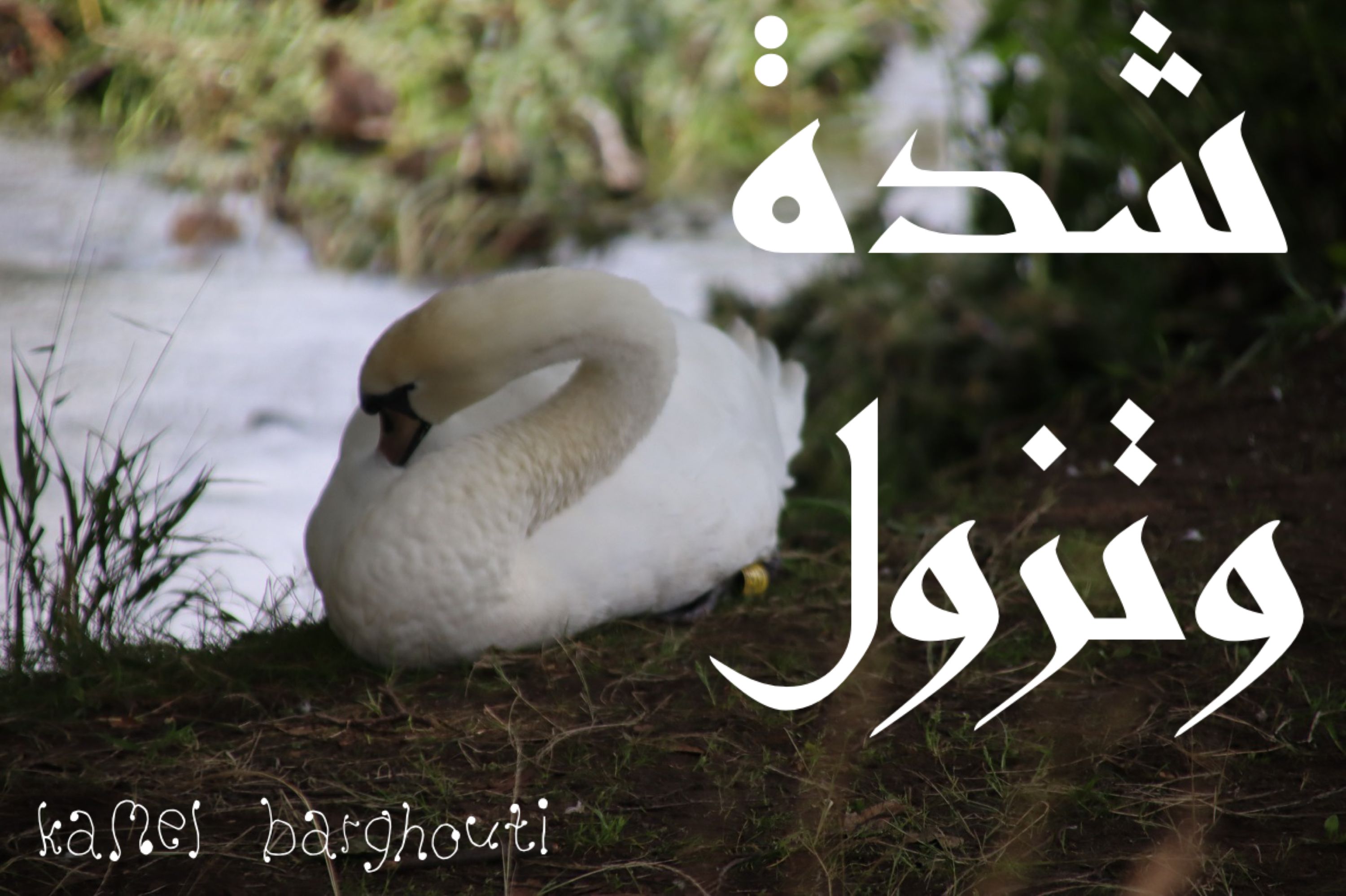 القناعة والصبر – اقتباس 36