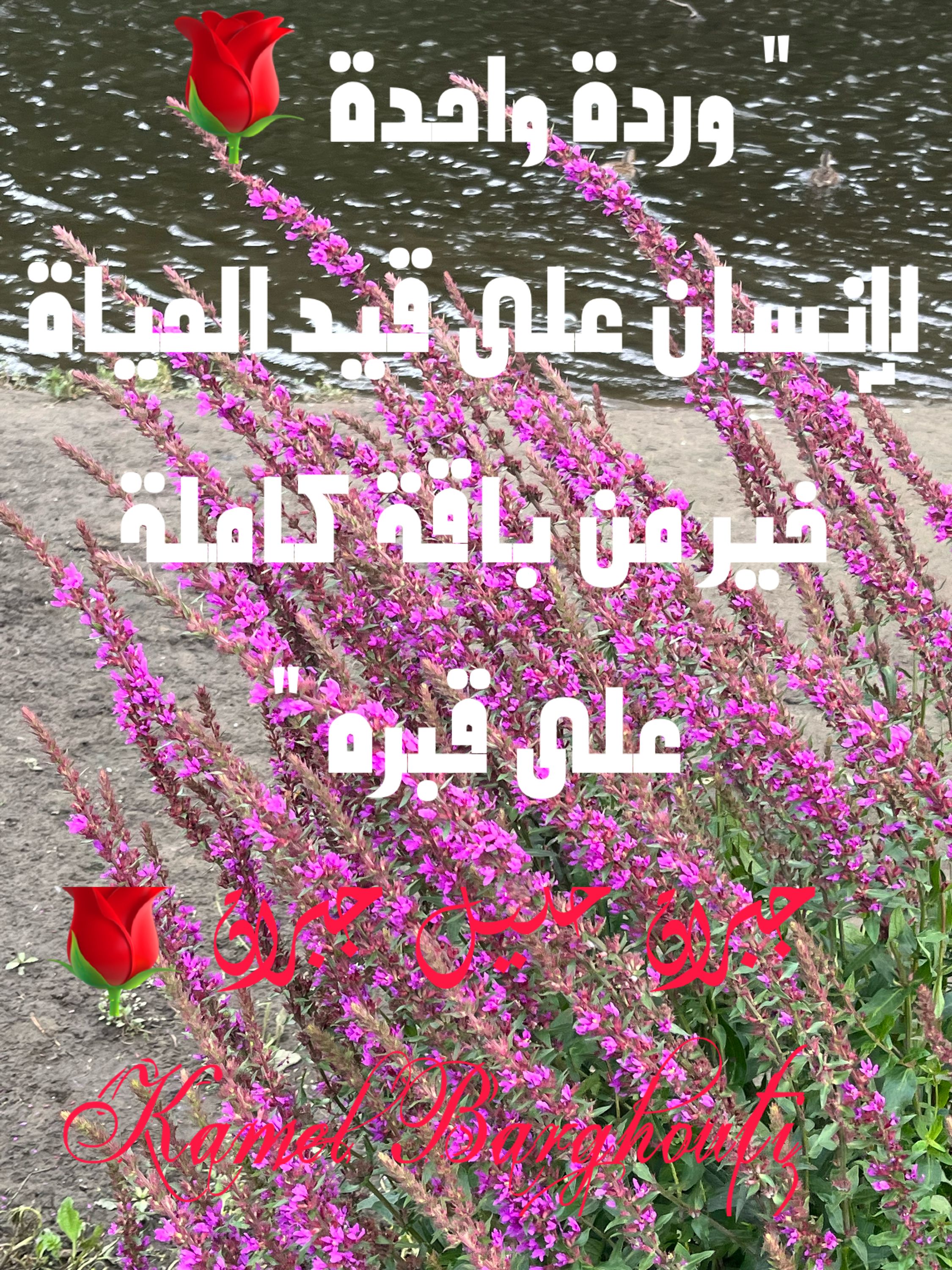 القناعة والصبر – اقتباس 23