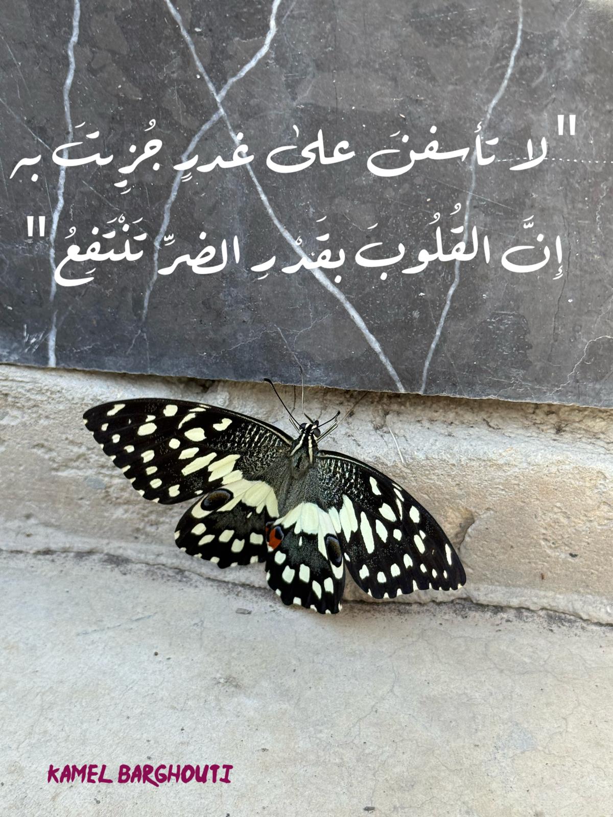 القناعة والصبر – اقتباس 14