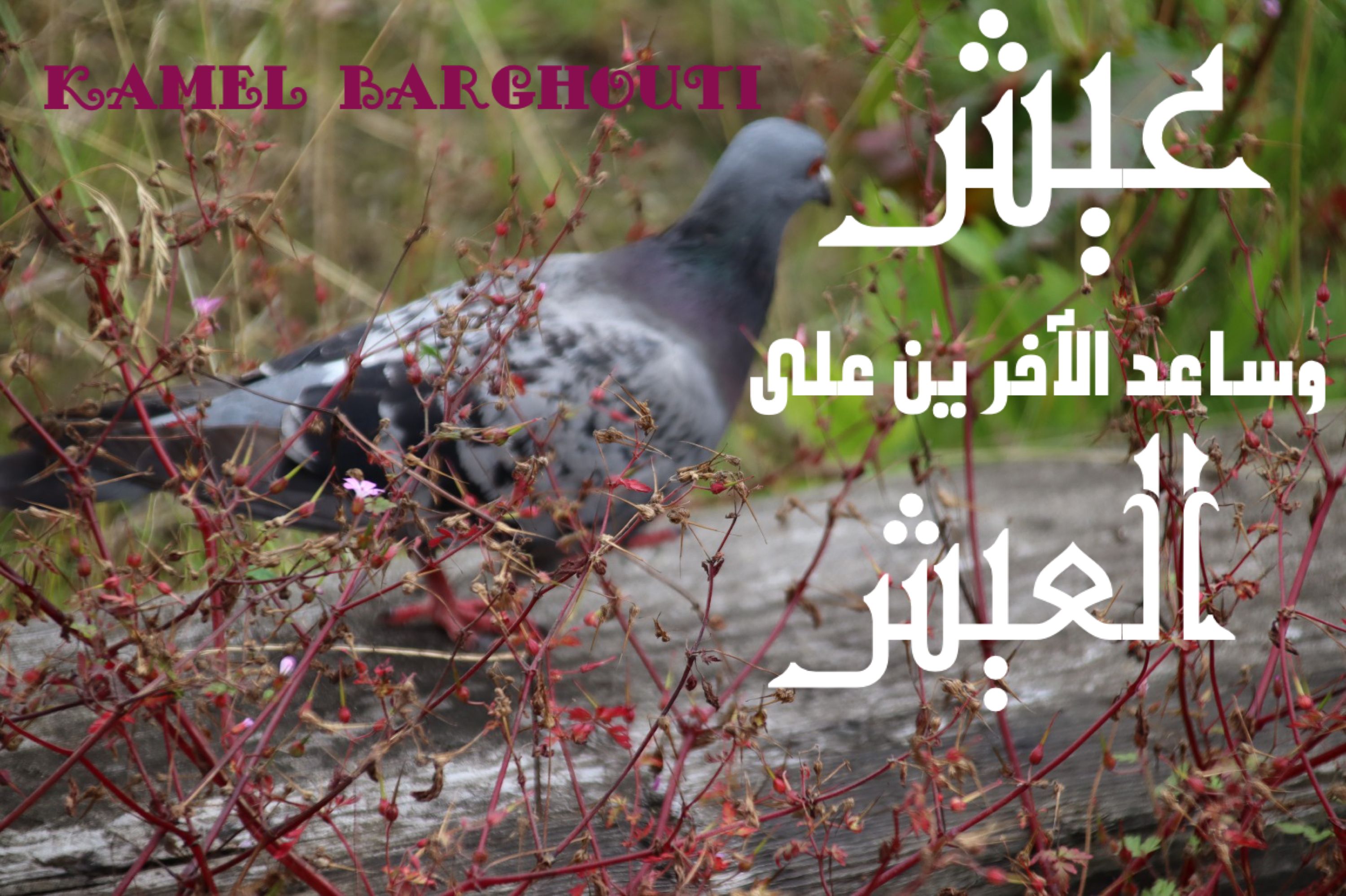 الكرم والعطاء – اقتباس 65