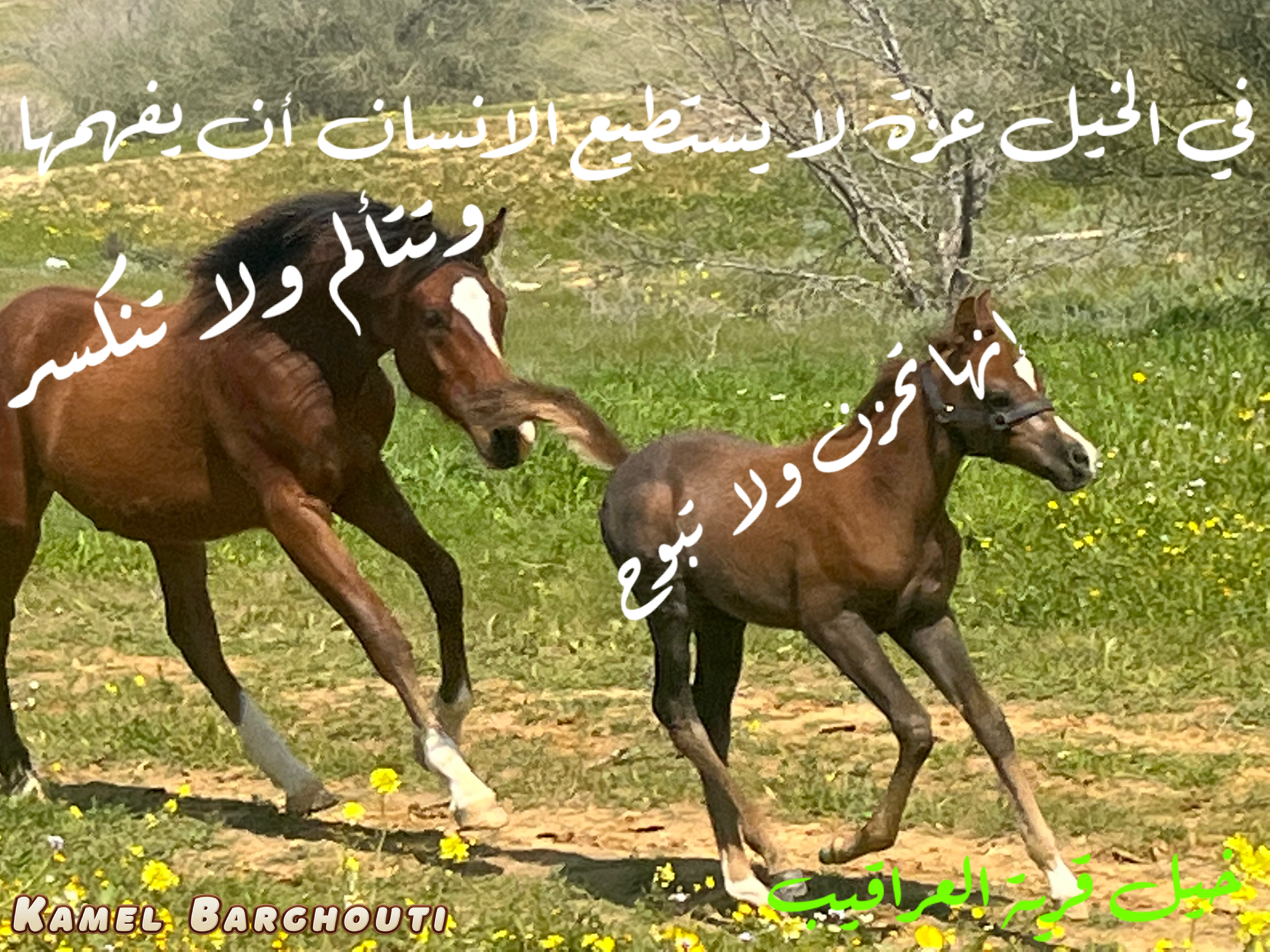 فخر وكرامة – اقتباس 67