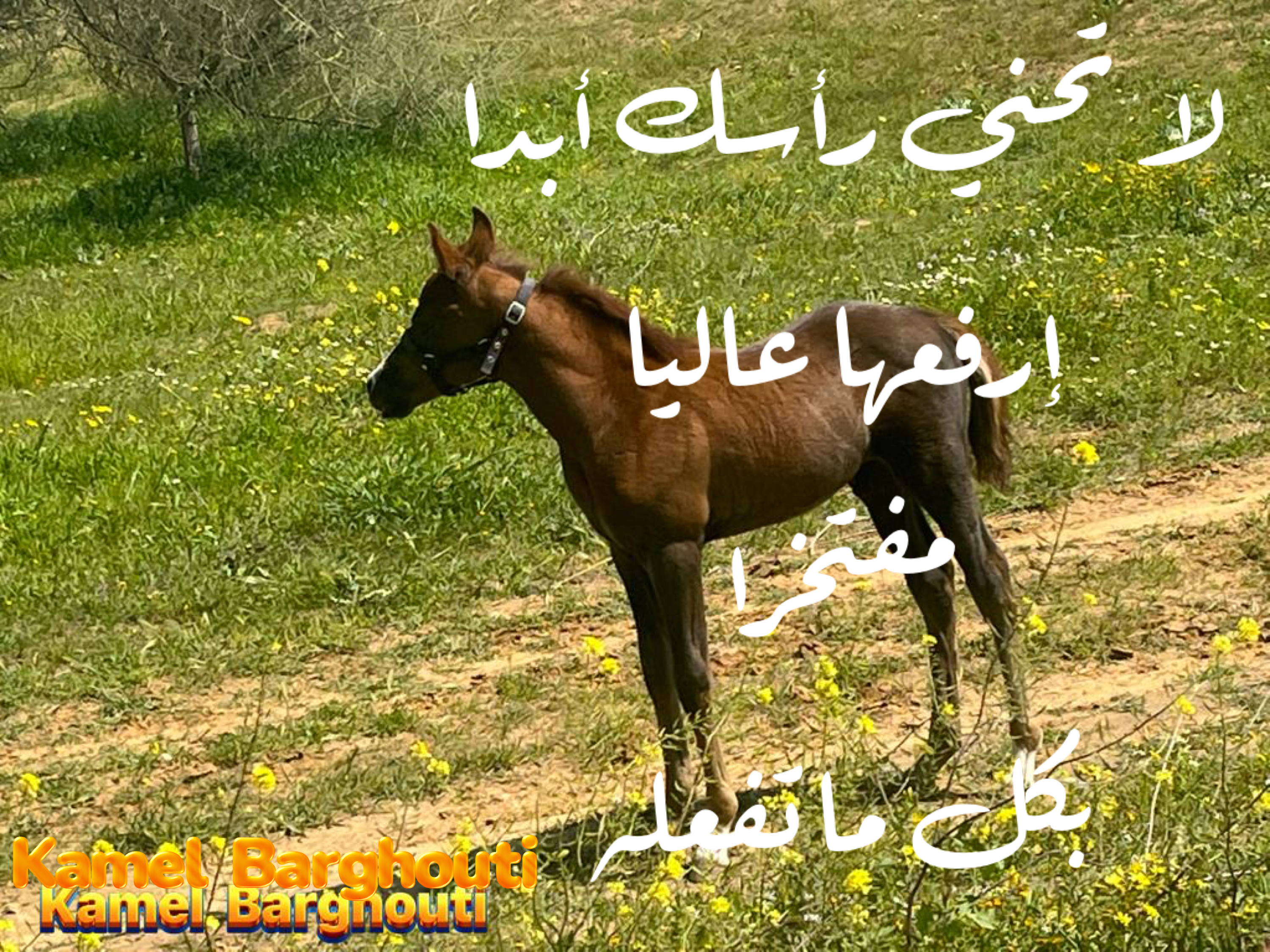 فخر وكرامة – اقتباس 39