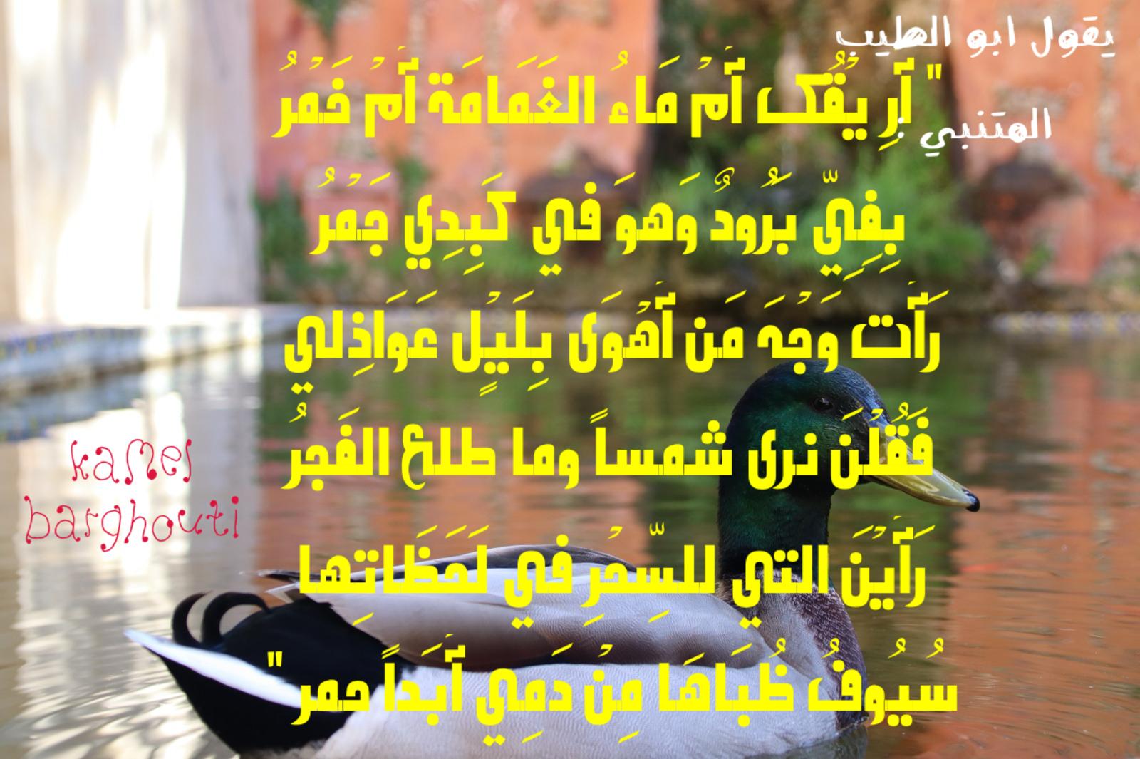 حب وحنين – اقتباس 443