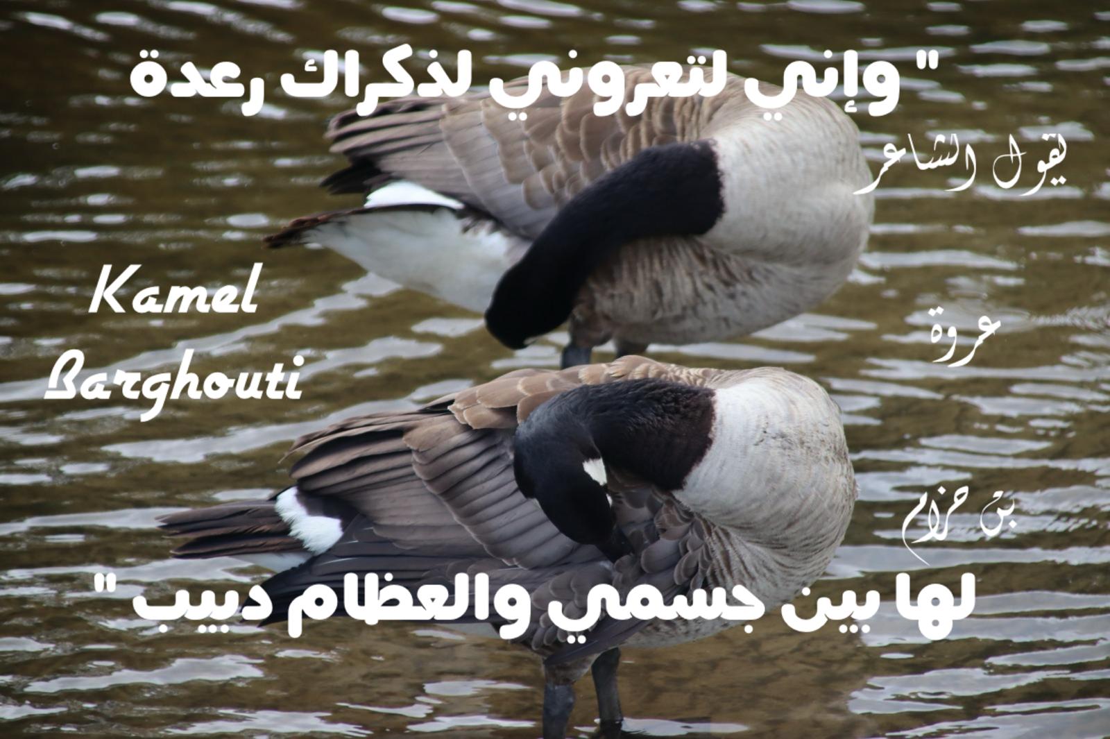 حب وحنين – اقتباس 452